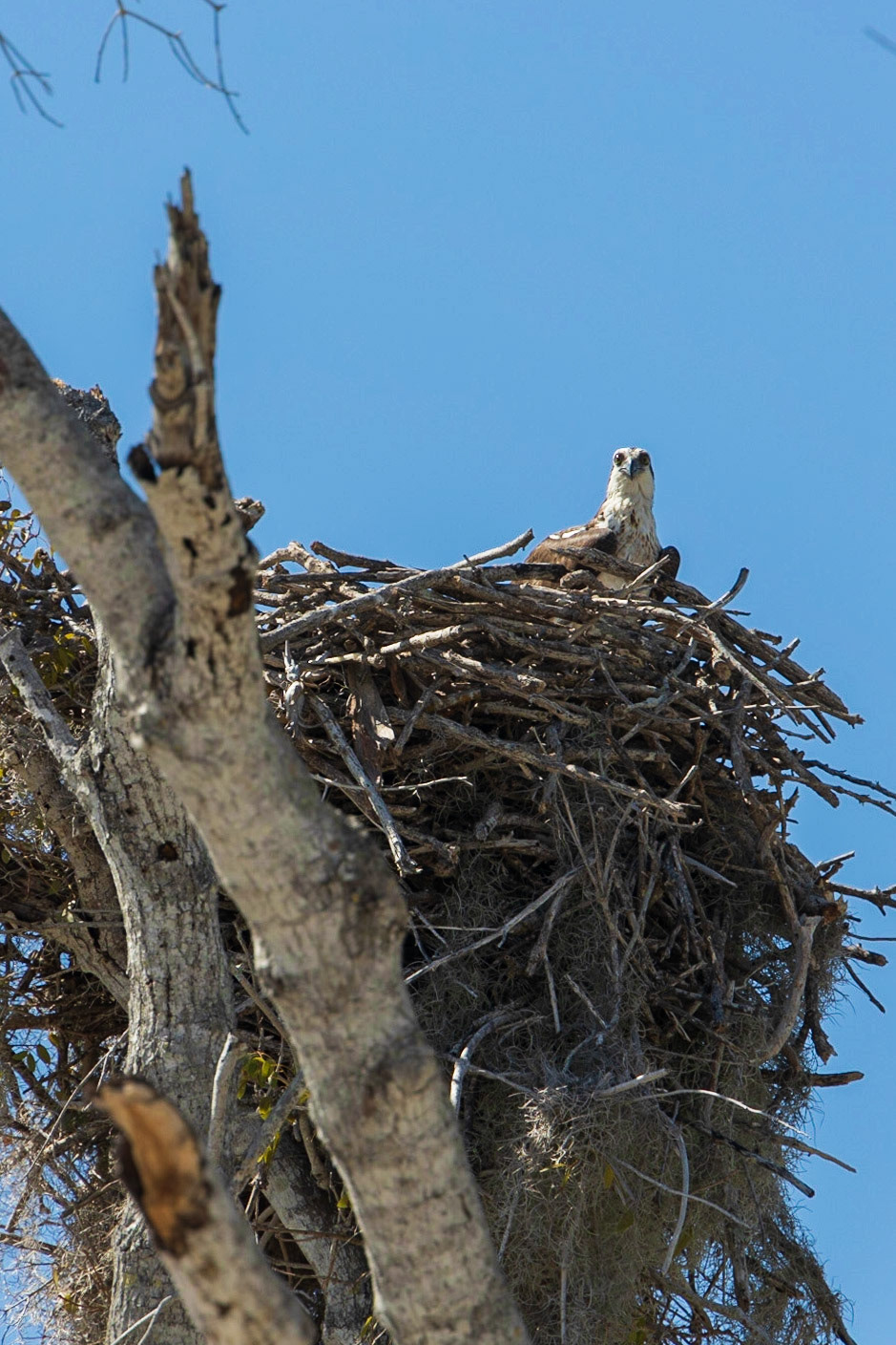Flamingo at Everglades