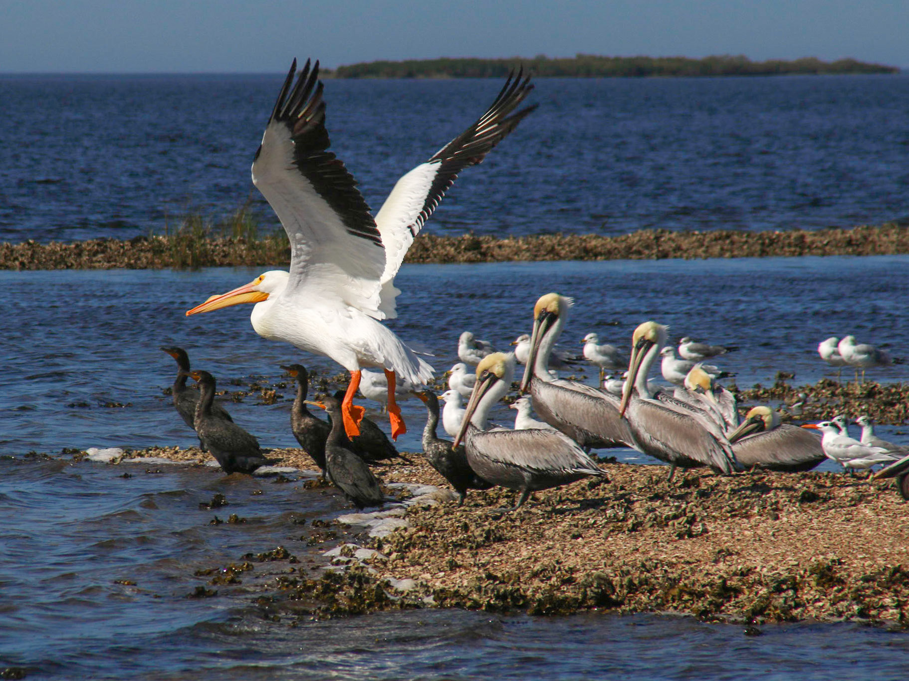Chassahowitzka River