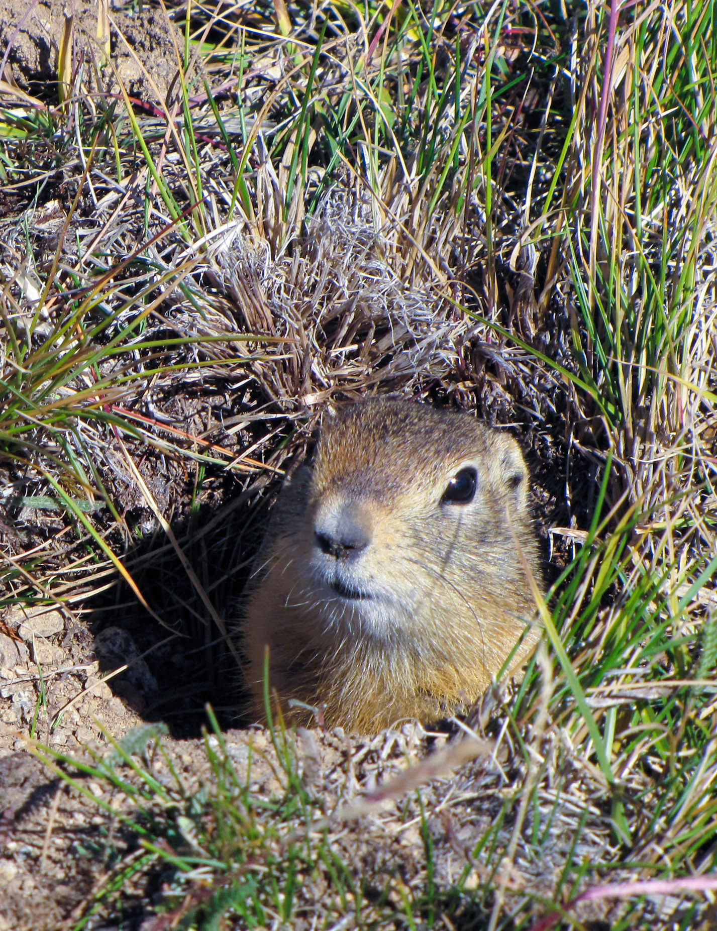 Rock Island Camp BC CA