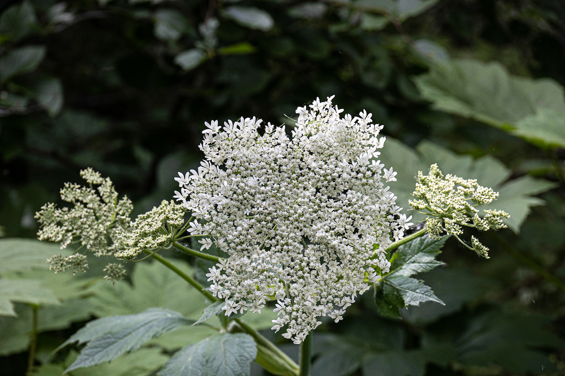 Bowman Mining Camp Trip, Lake Clark, AK