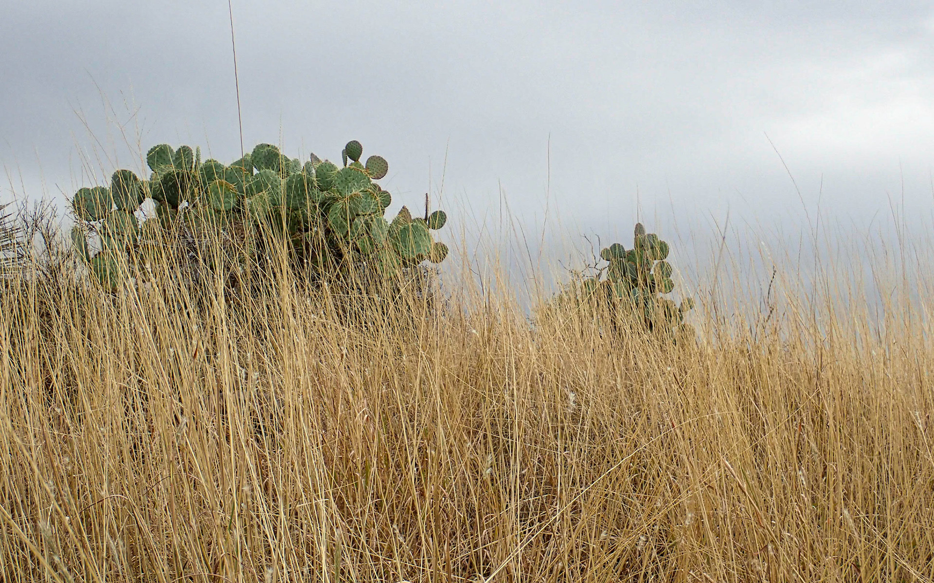 Coronado NF, Arizona