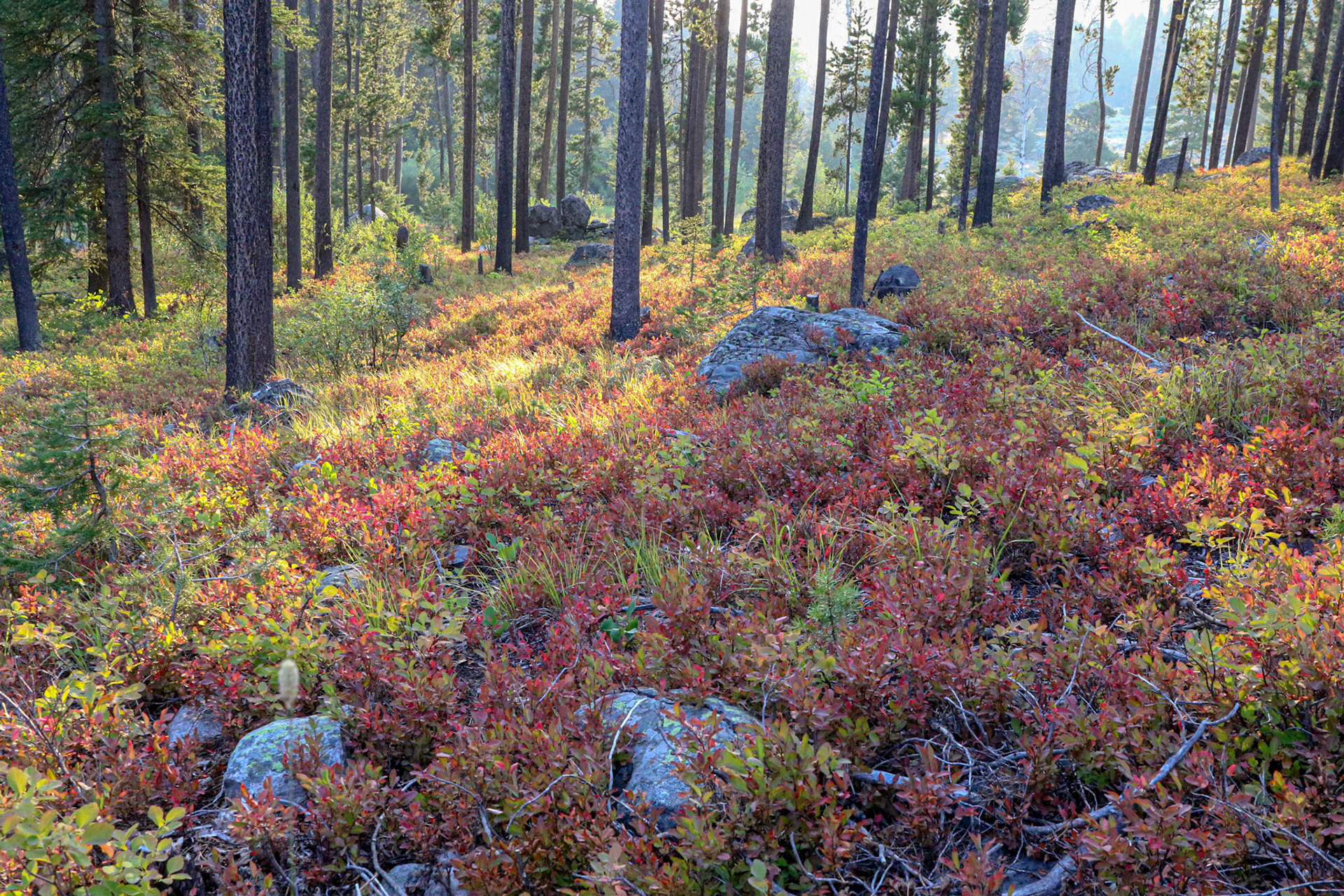 Mill Creek, Tobbacco Root Mts  MT