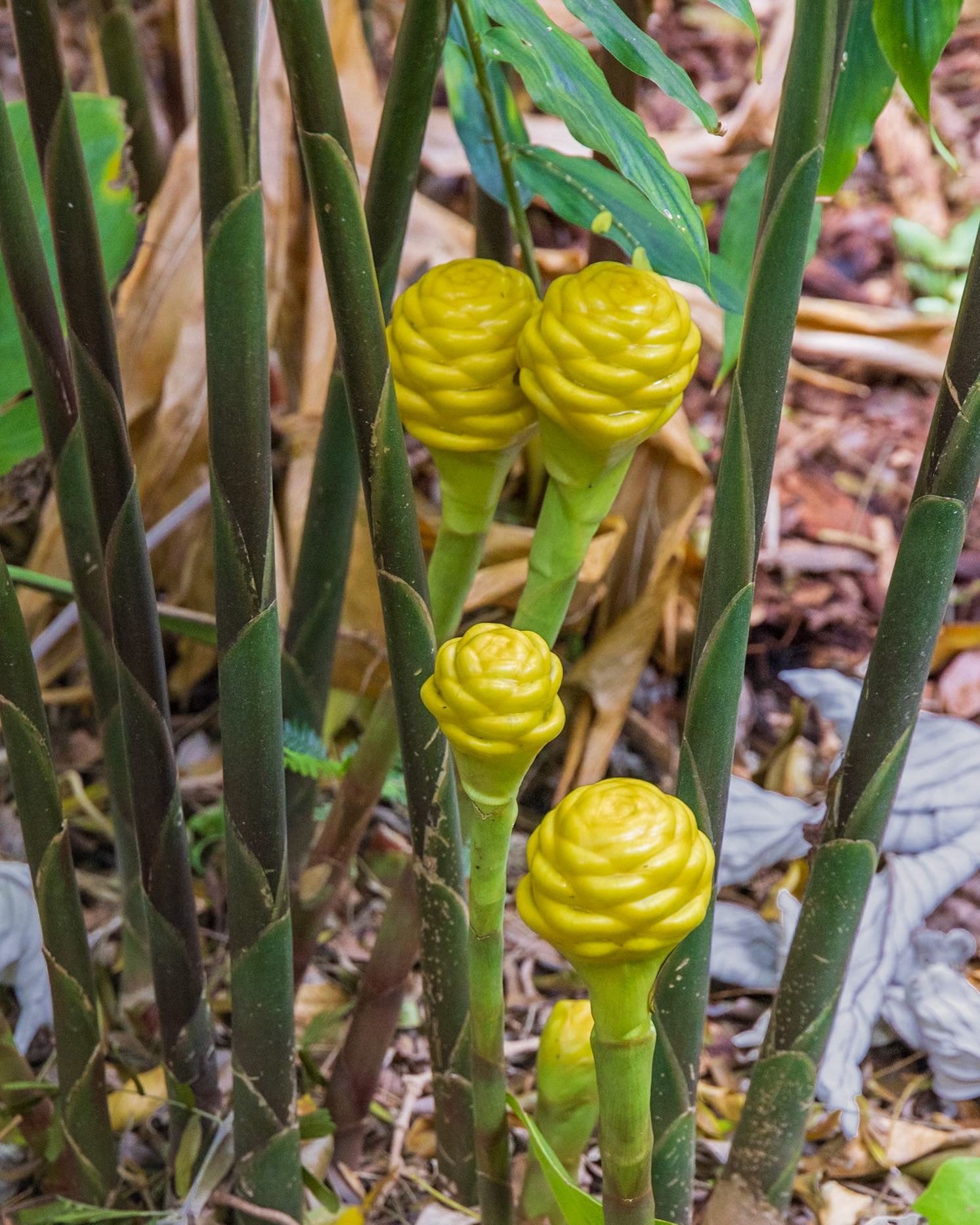 The Kampong, Coral Gables FL