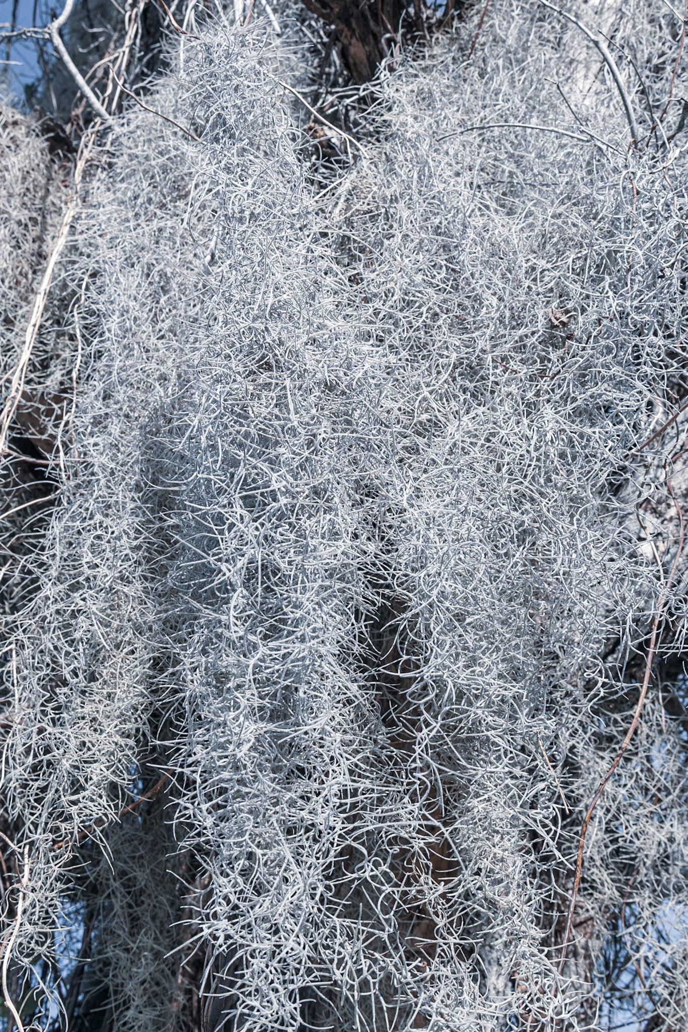Flamingo at Everglades