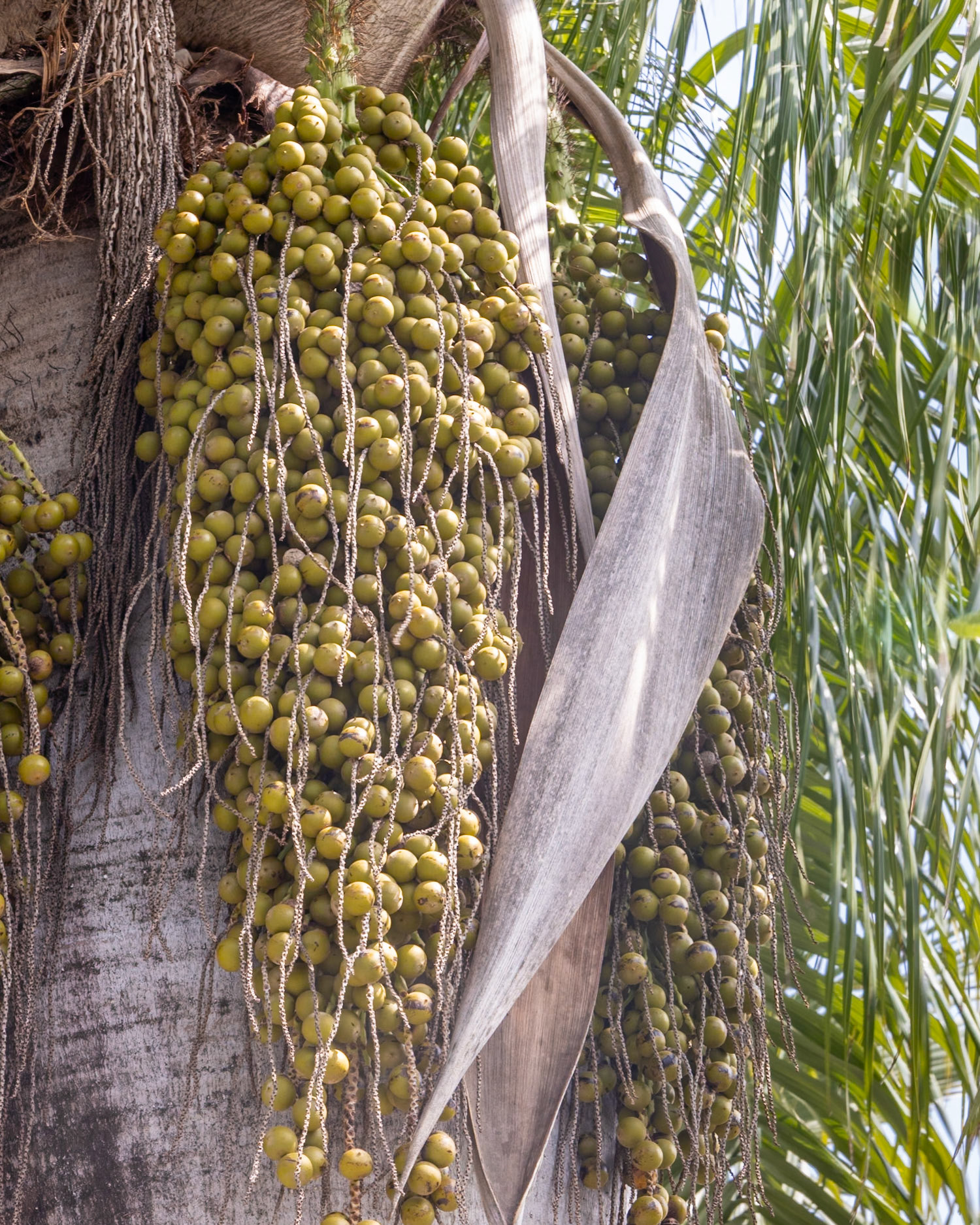 Naples Botanical Gardens, Naples FL