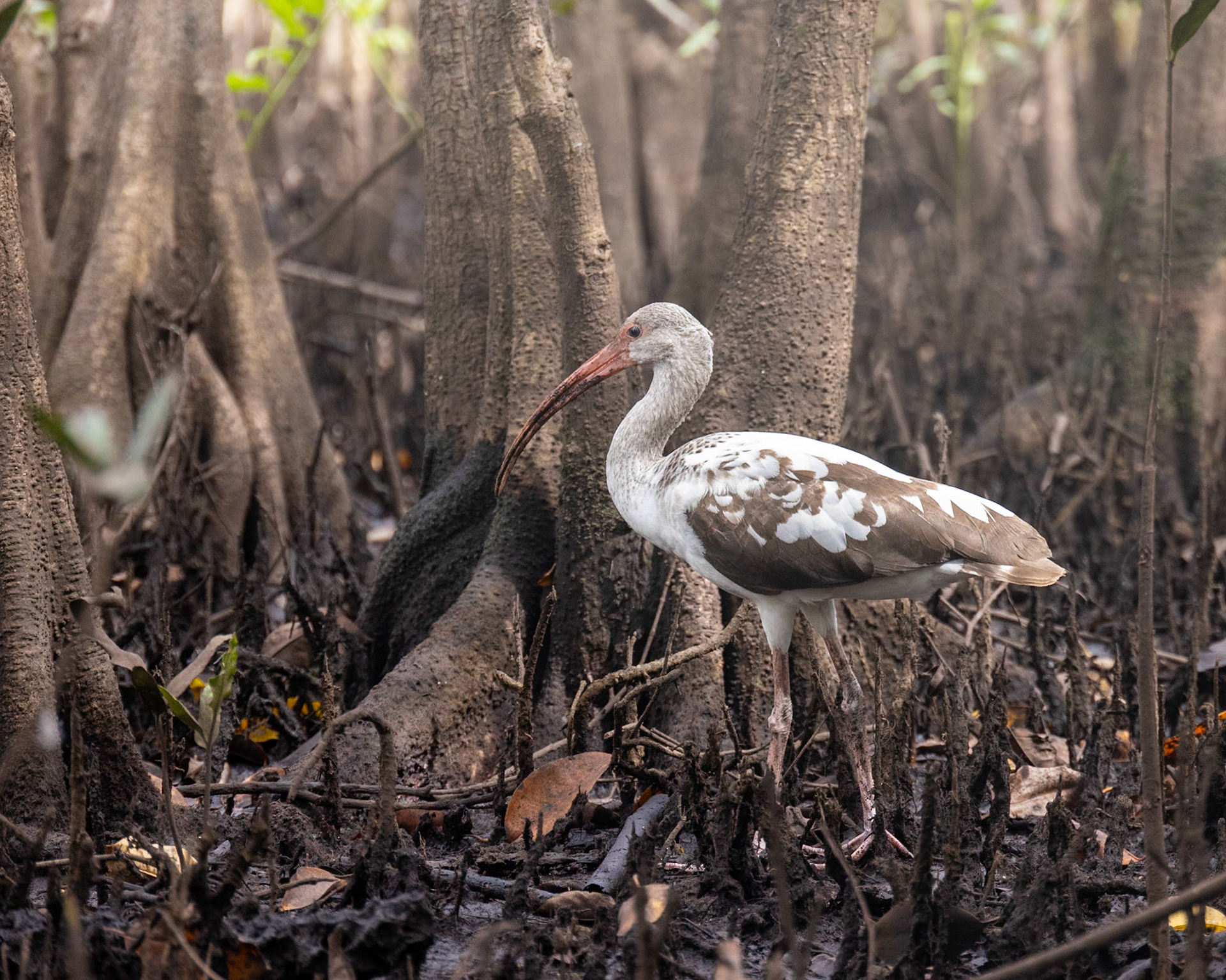Kitching Creek, Hobe Sound FL