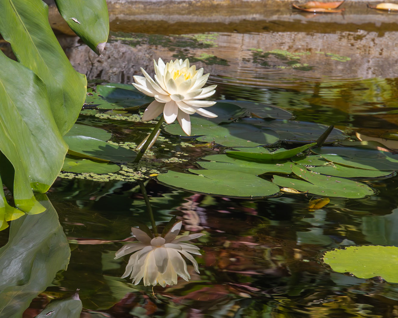 The Kampong, Coral Gables FL