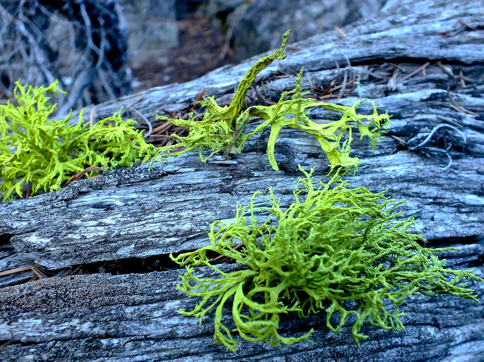 Shoshonee Willderness, WY