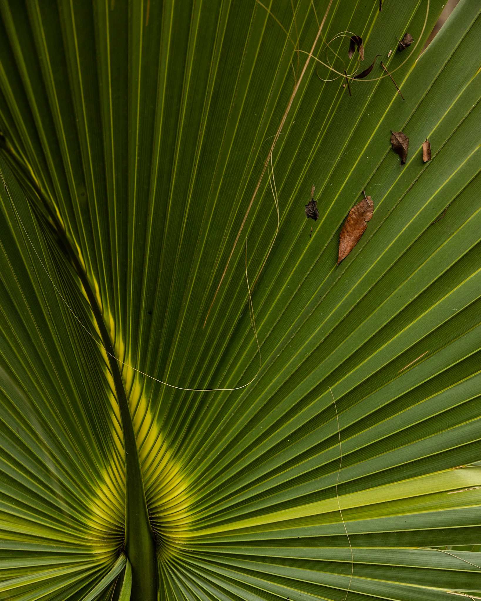 Aucilla River, Goose Pasture Road, FL