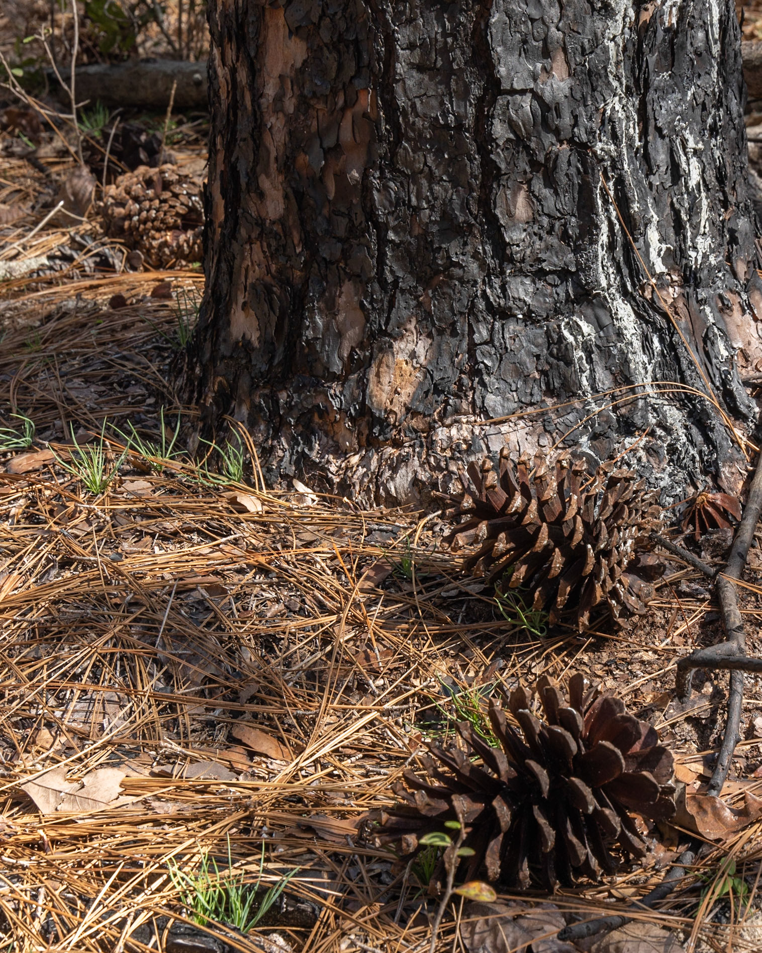 Leon Sinks Geological Area, FL