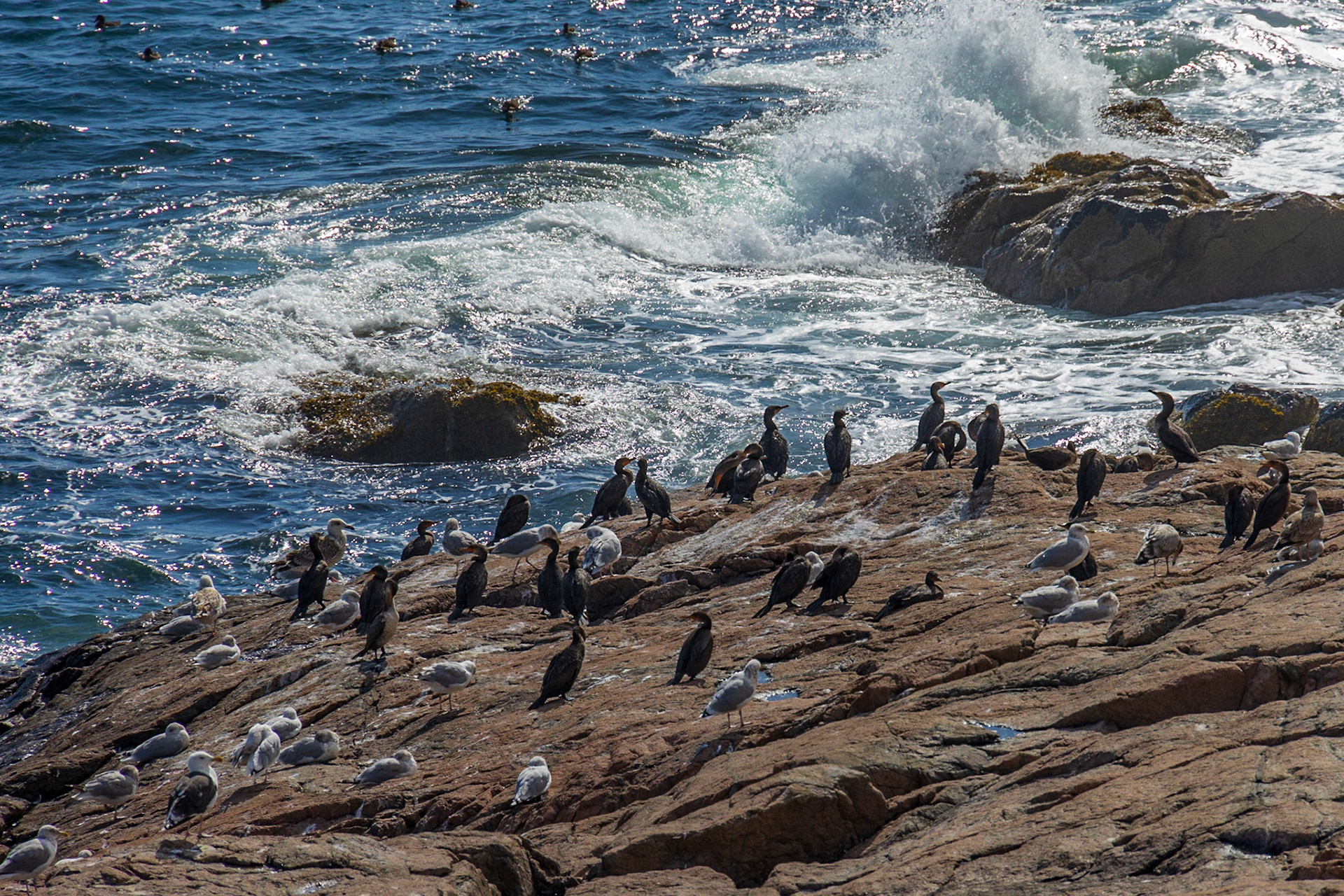 Hunters Beach Cove Trail, ME