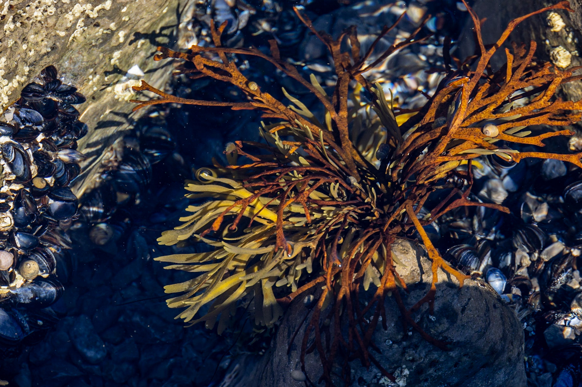 Pointe Ritchie Seashore, NL