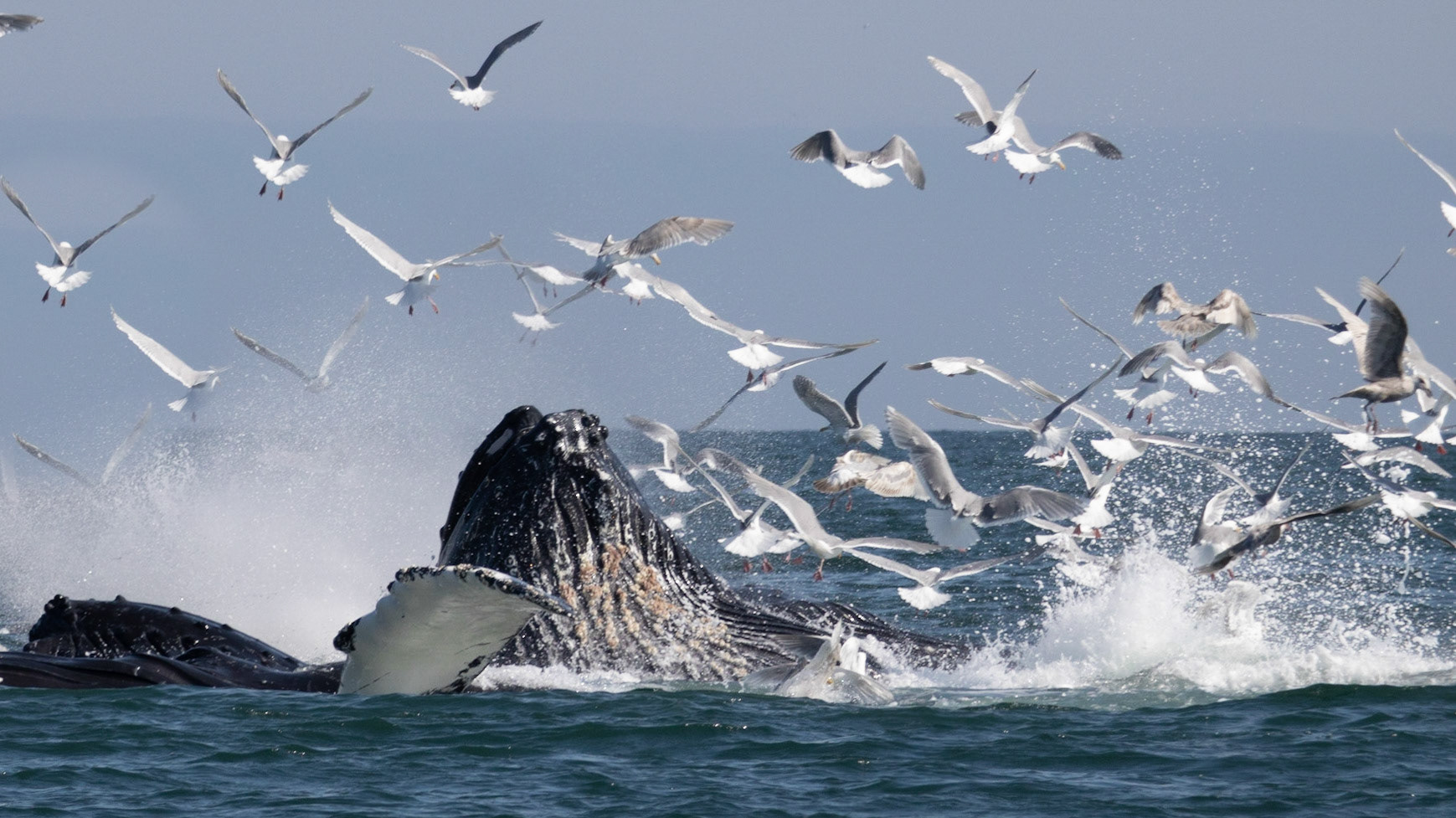 Resurrection Bay, AK