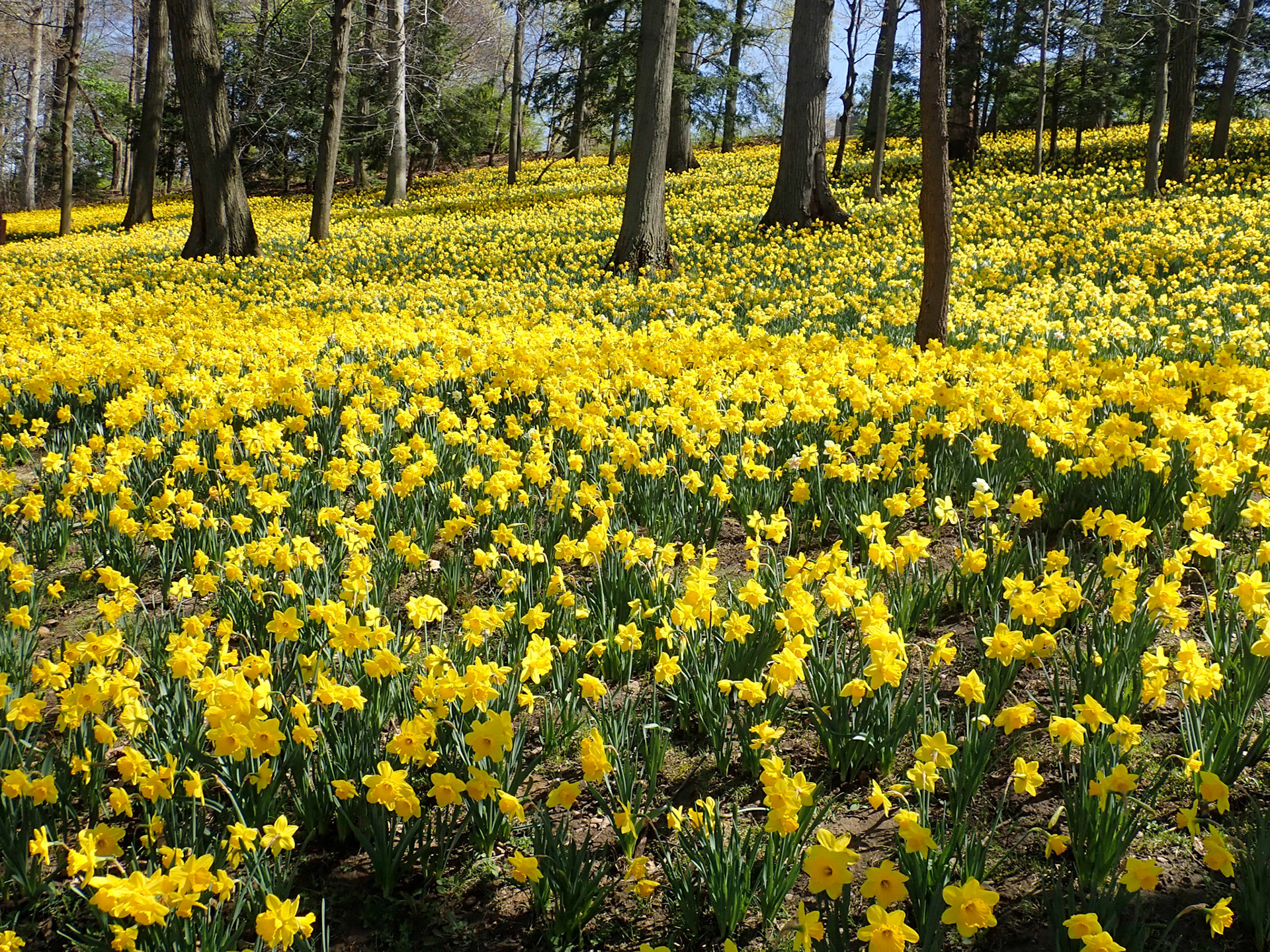 Lakeview Cemetery, Cleveland OH