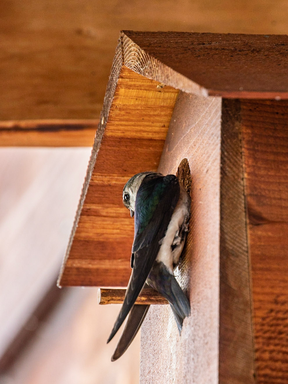 Stonewood Lodge, Lake Clark, AK