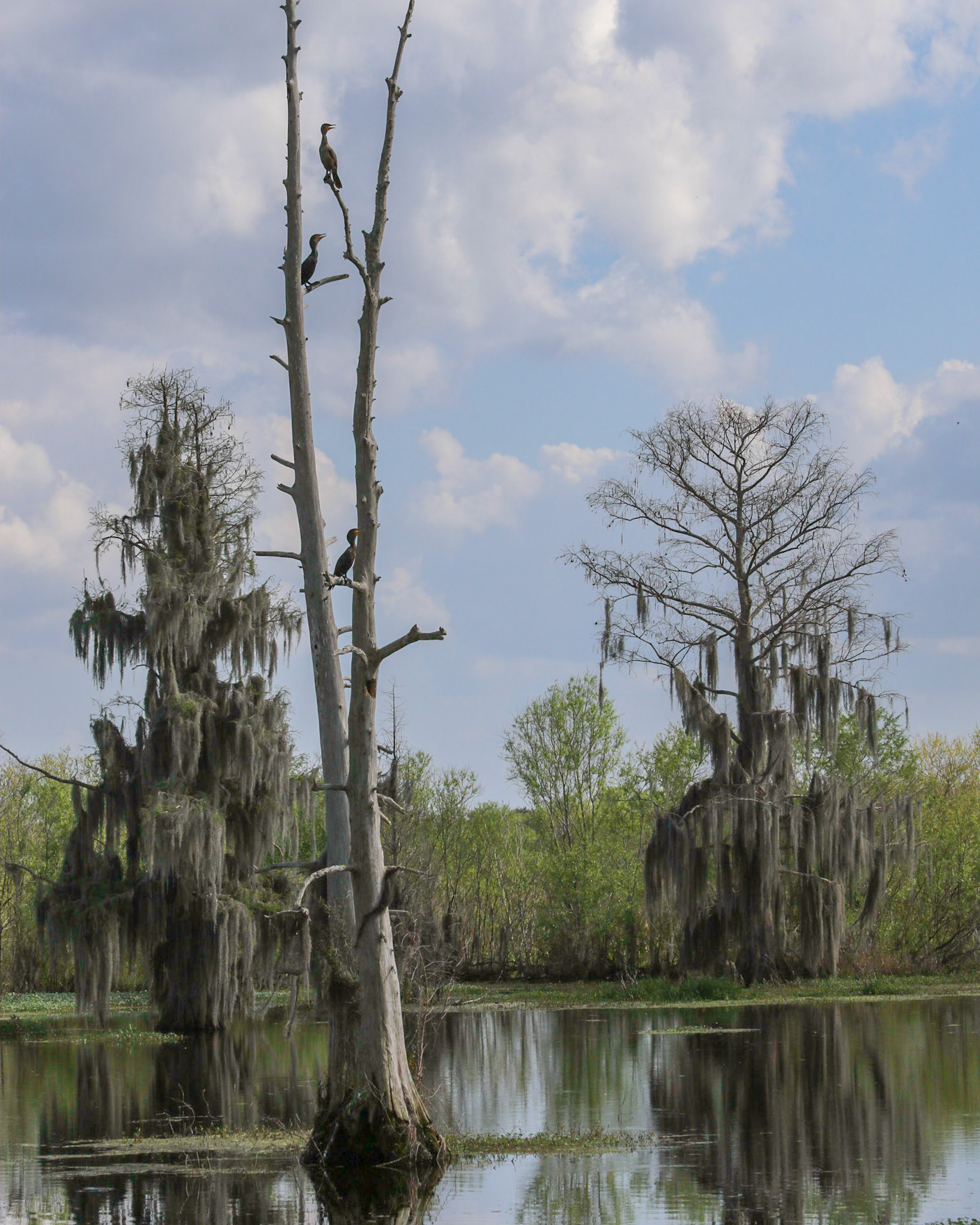 Circle B Bar Reserve, Lakeland FL