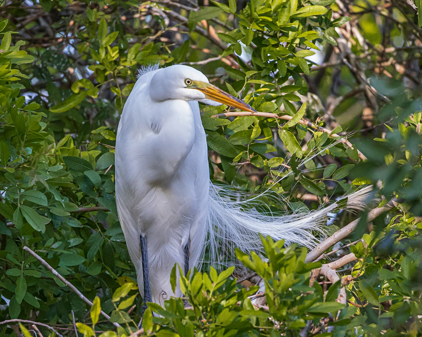 Wilderness Park CG, Fussels Corner, FL