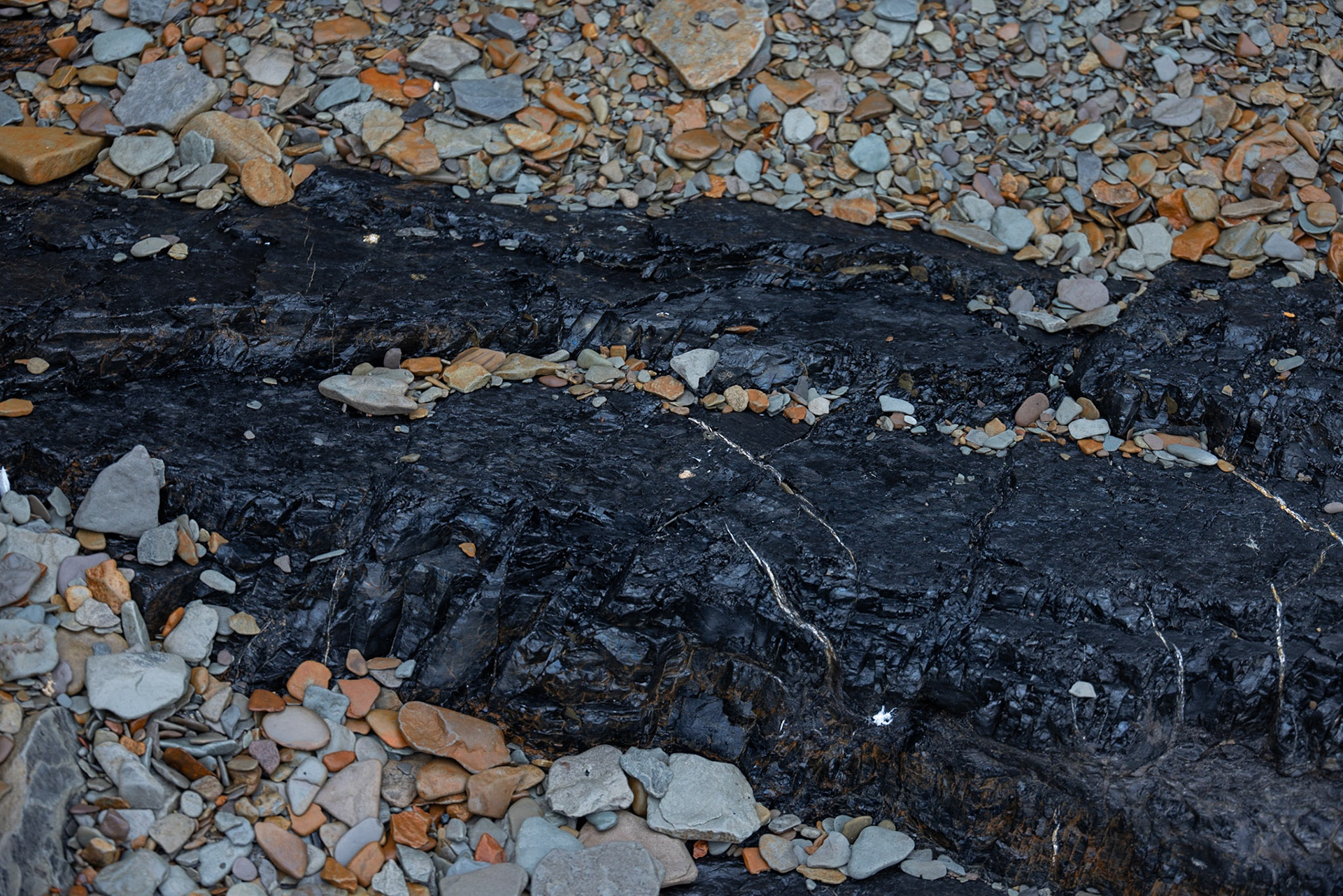 Joggins Fossil Cliffs,