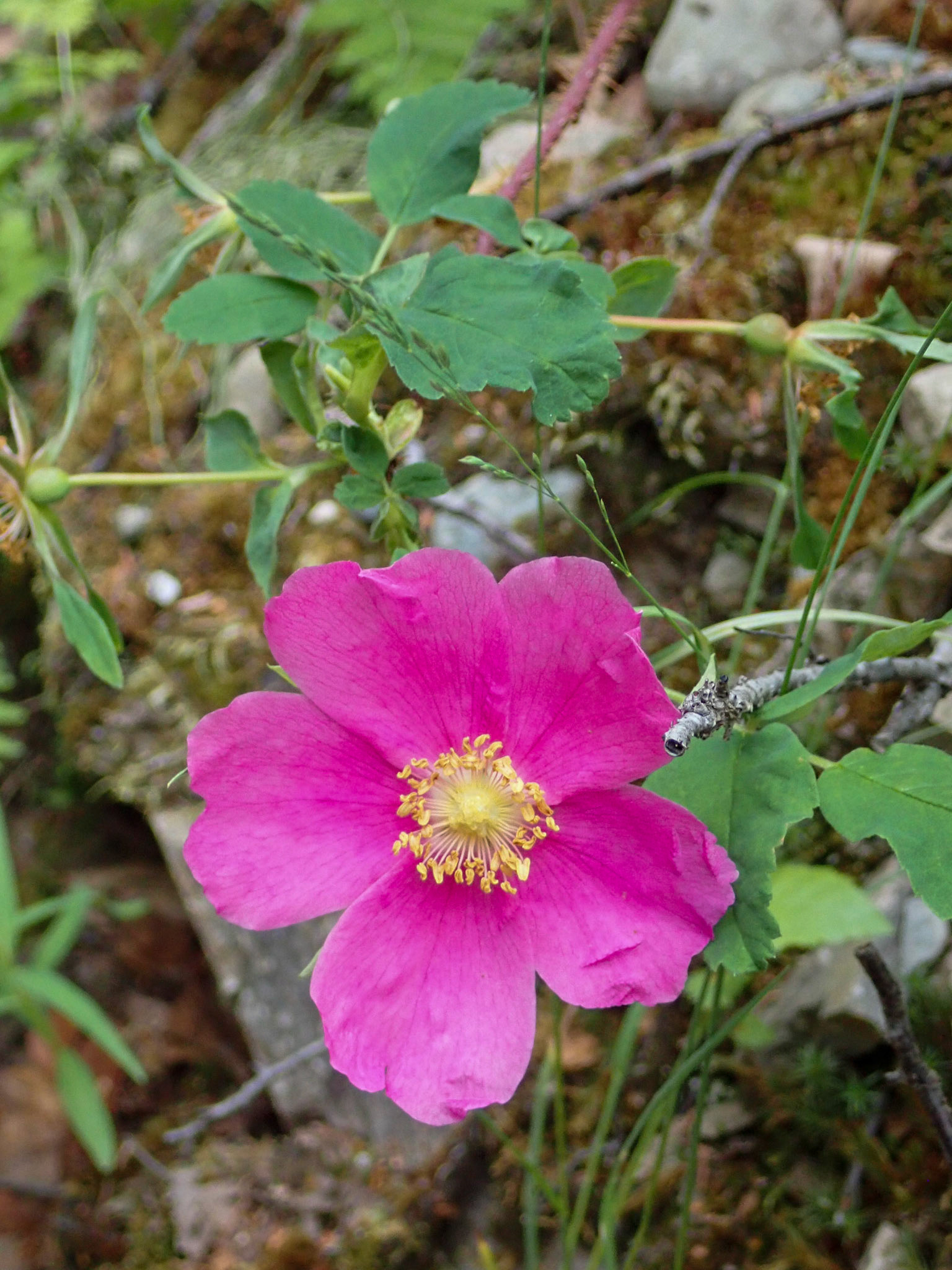 Tanalian Falls Hike, AK