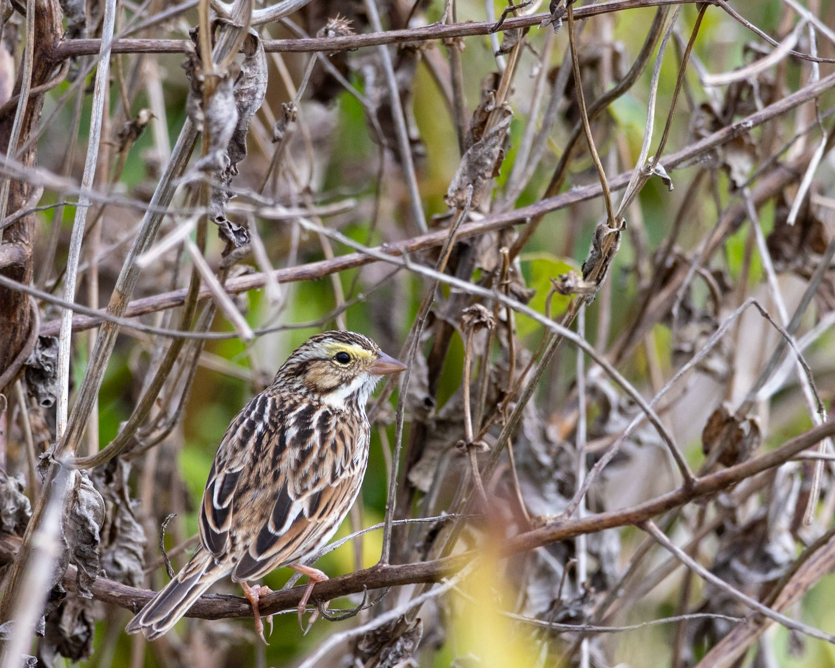 Emeralda Marsh Leesburg FL