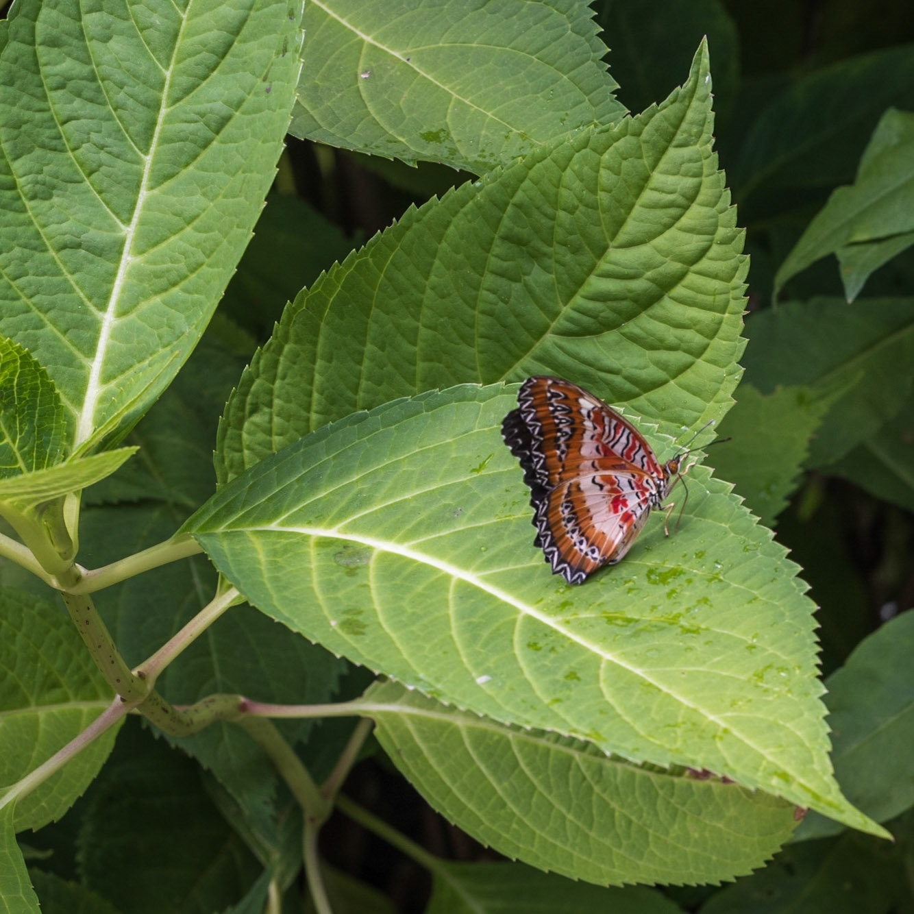 Newfoundland Insectatorium, Reidville, NL