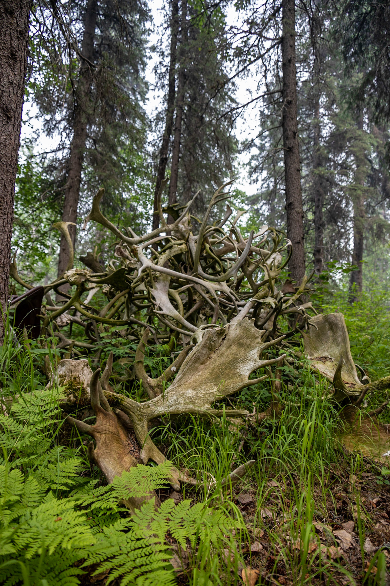 Marabou Camp Trip, AK