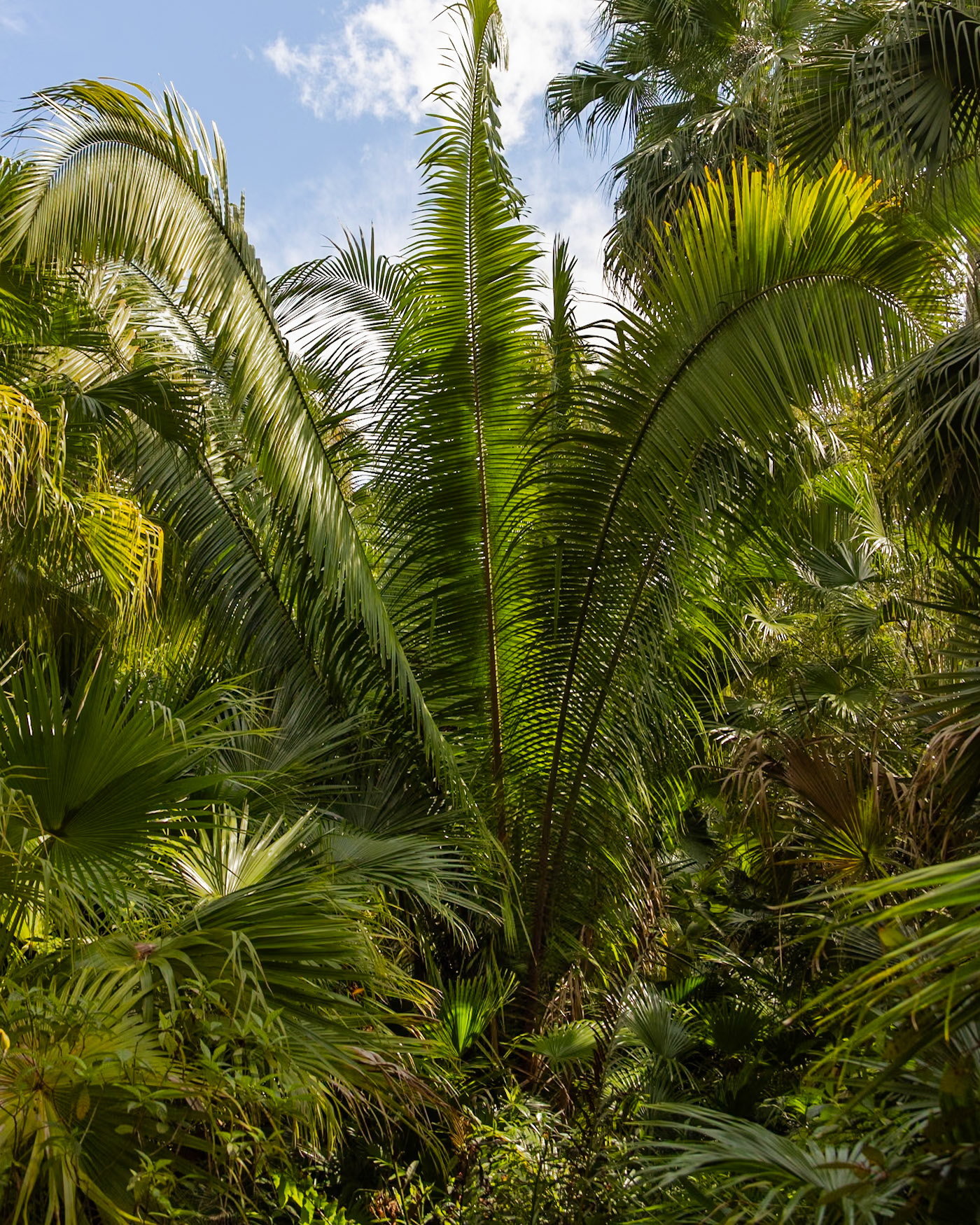 McKee Botanical Garden, Vero Beach FL