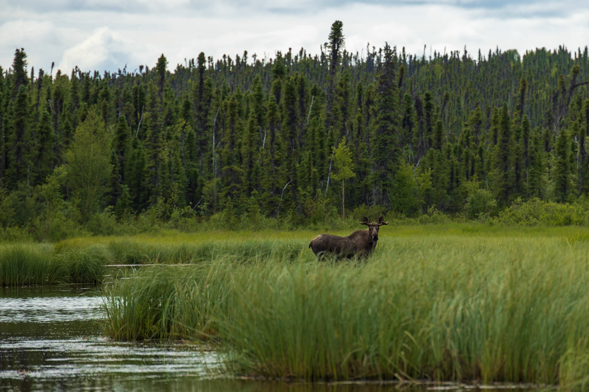 Chulitna River, AK