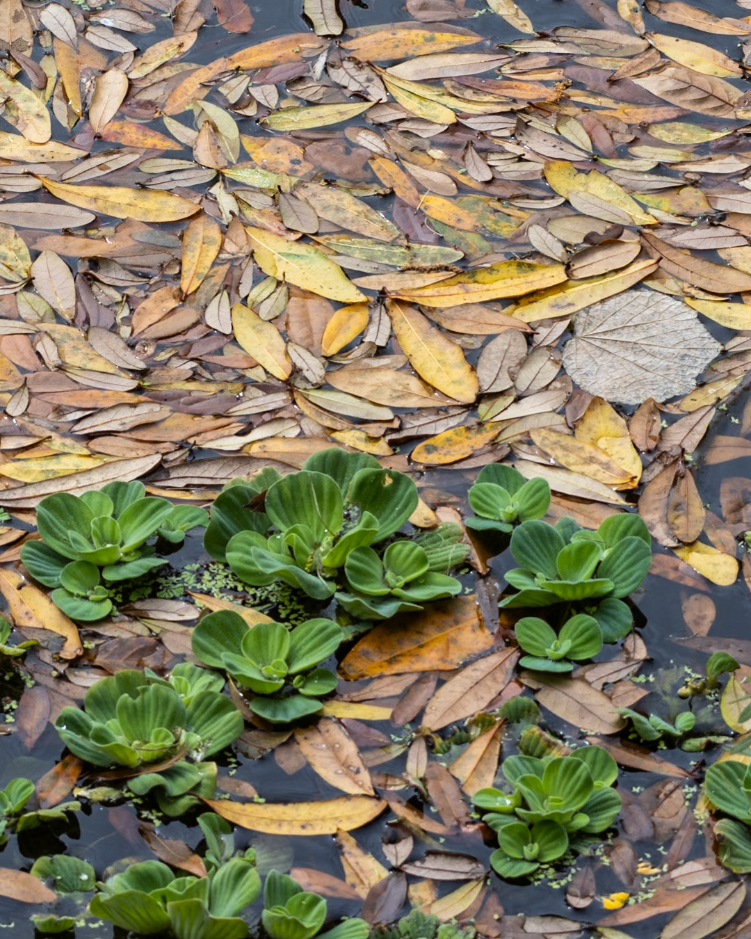 Circle Bar B Preserve, Lakeland FL