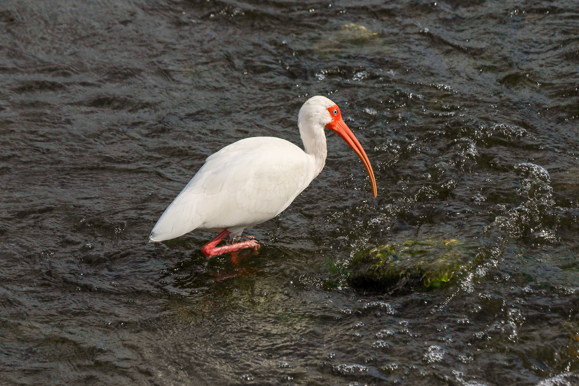 Circle B Bar Reserve, Lakeland FL