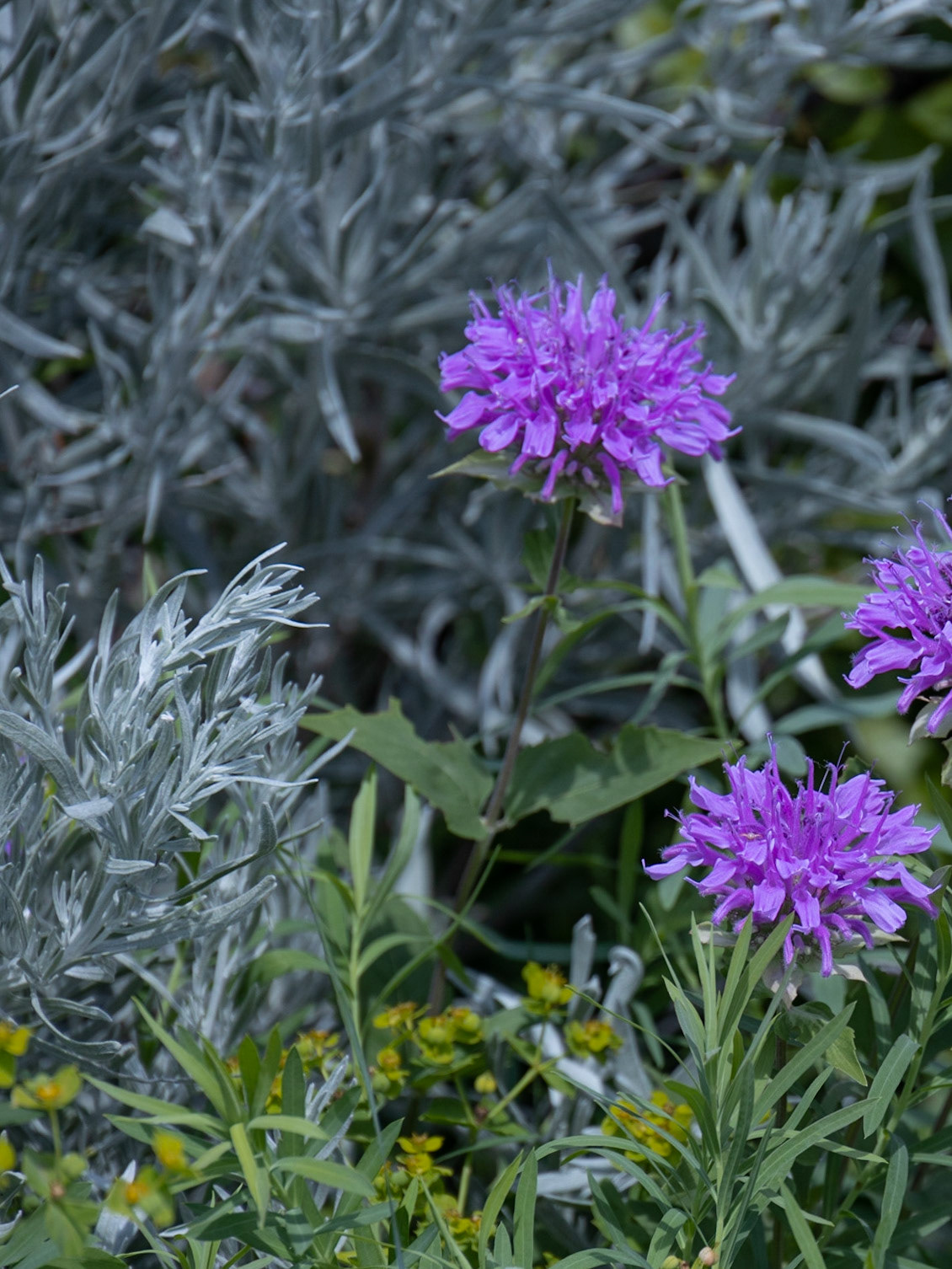 Theodore Roosevelt NP, South Unit, ND