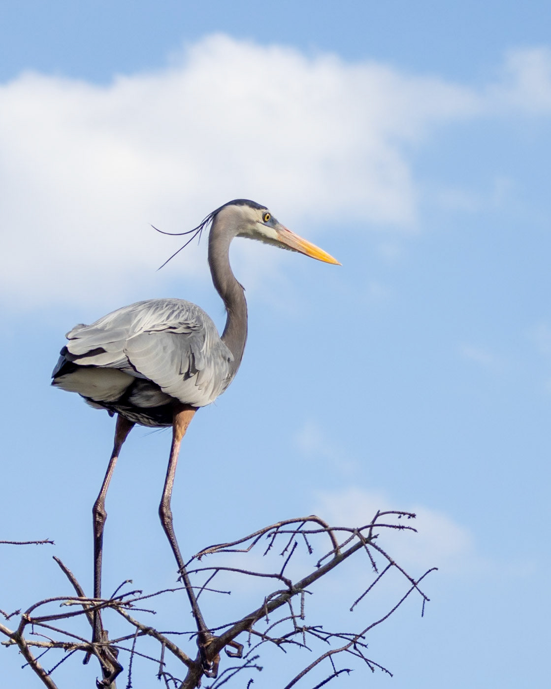 Circle Bar B Preserve, Lakeland FL