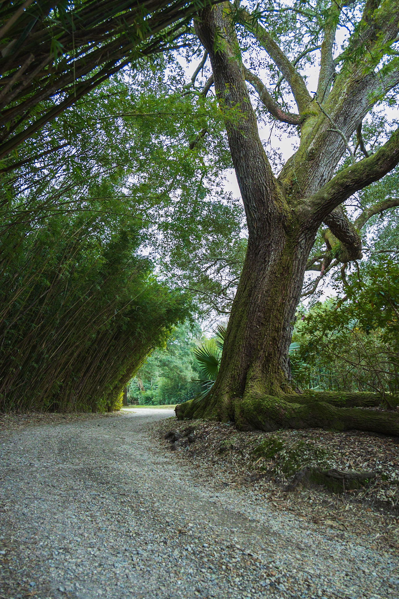 Avery Island Jungle Gardens LA