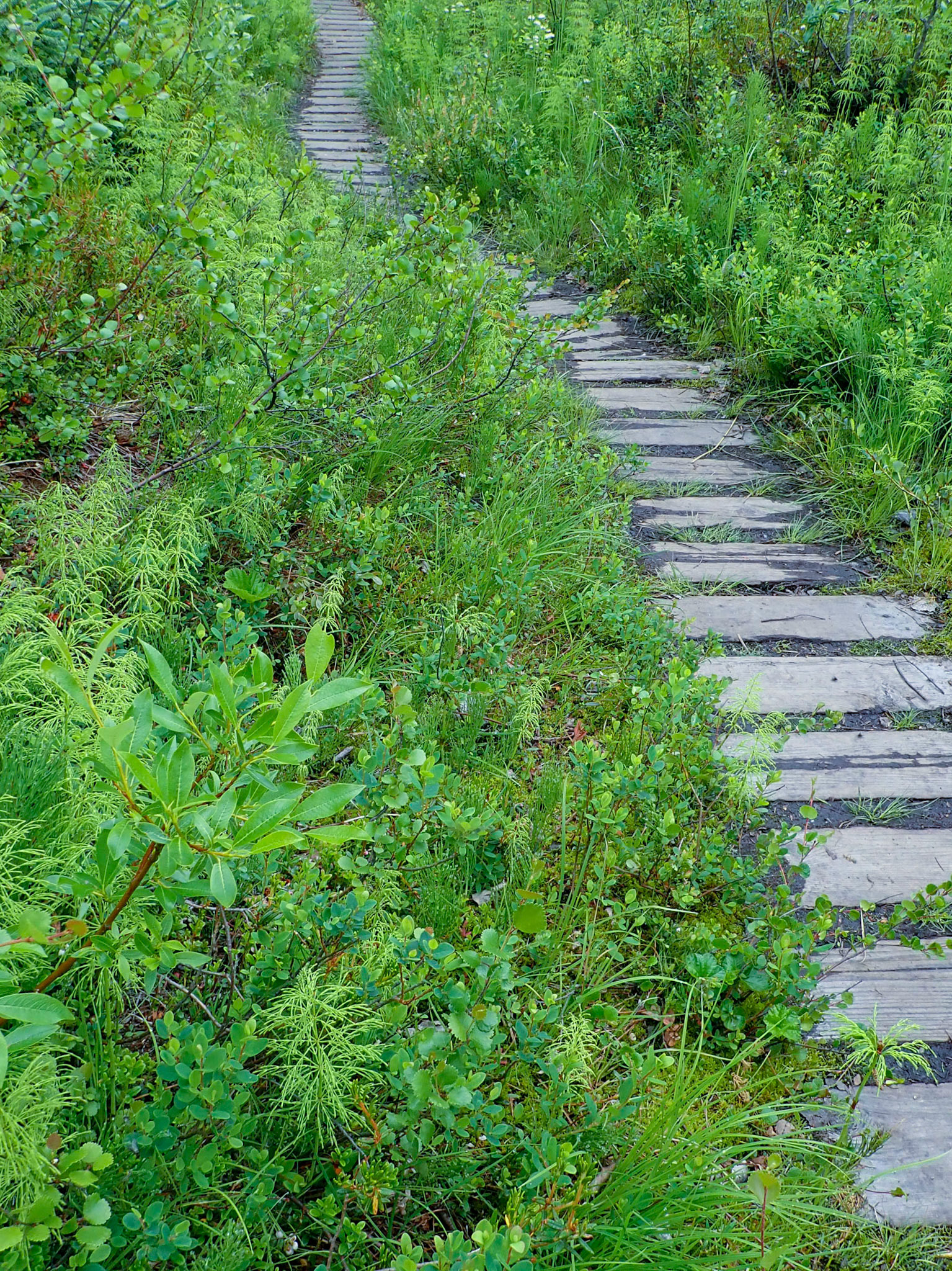 Tanalian Falls Hike, AK