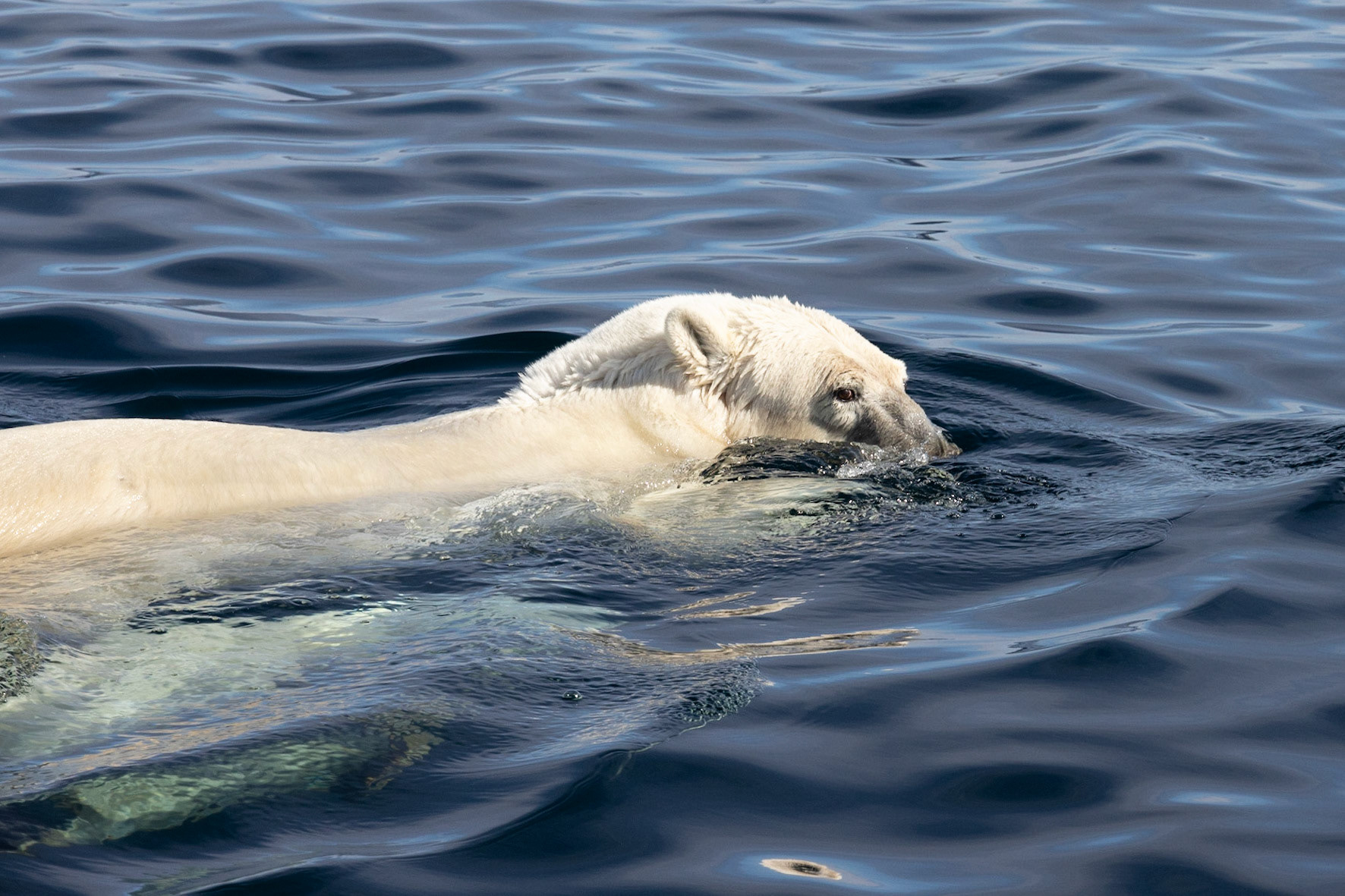 Dog Island, Torngats, NL