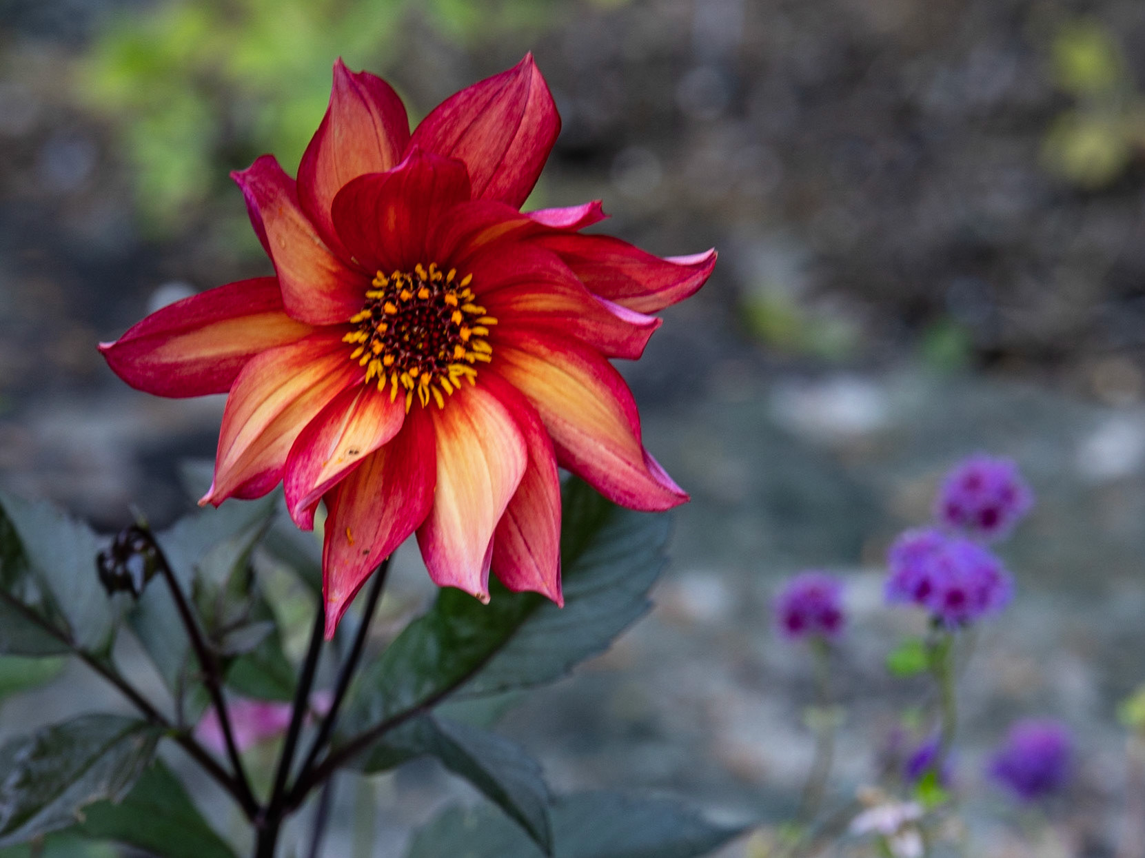 Thuya Garden, Asticou ME