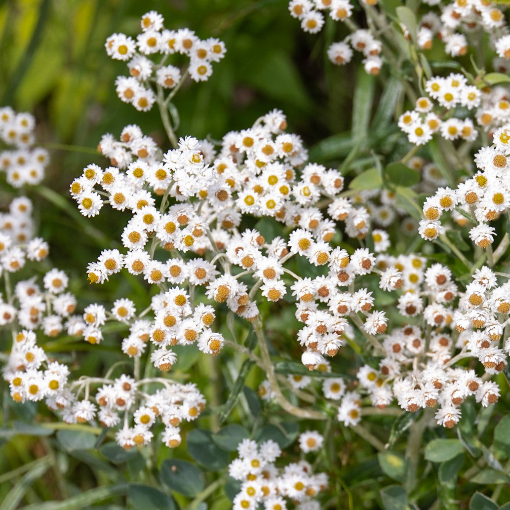 Chemin de l'anse Charron QC