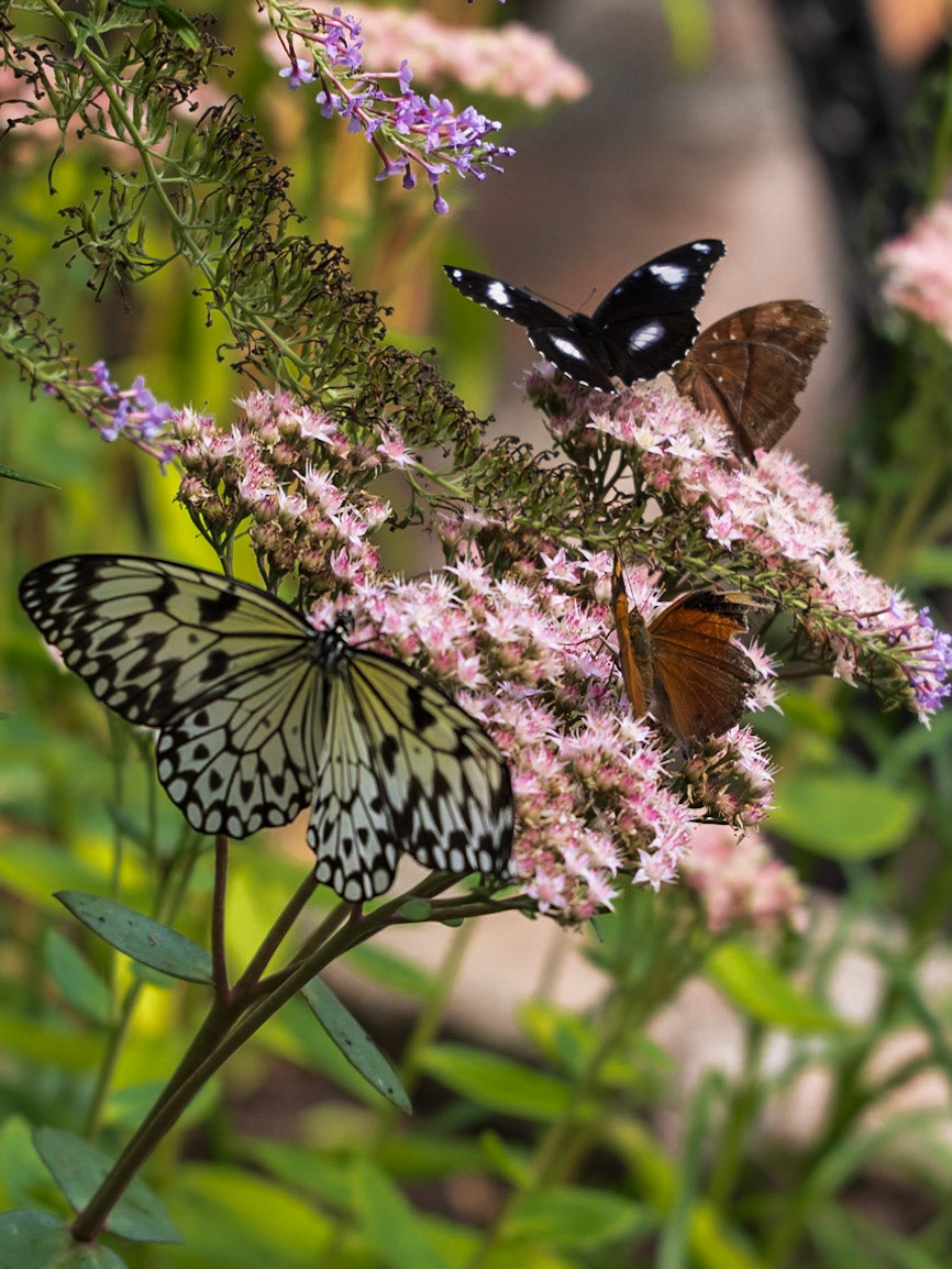 Newfoundland Insectatorium, Reidville, NL
