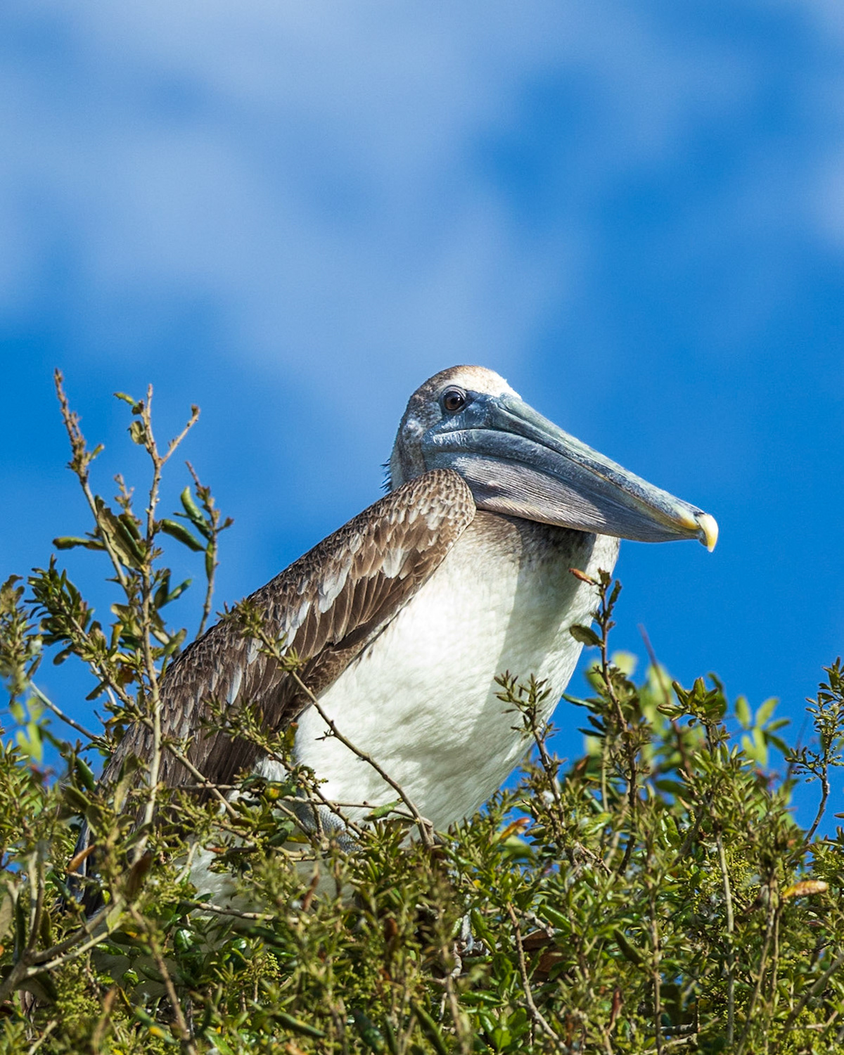Wilderness Park CG, Fussels Corner, FL