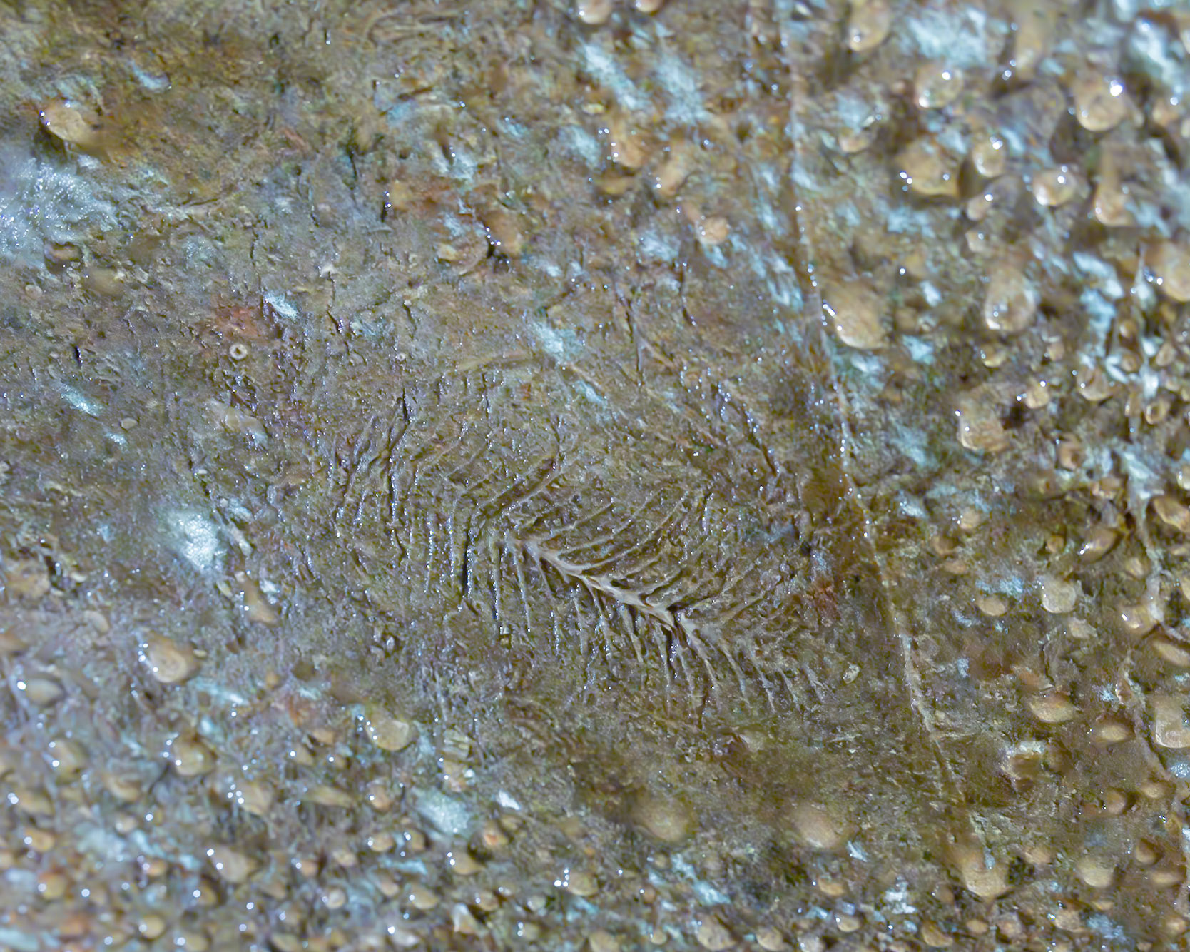 Rickwood Caverns, Warrior AL