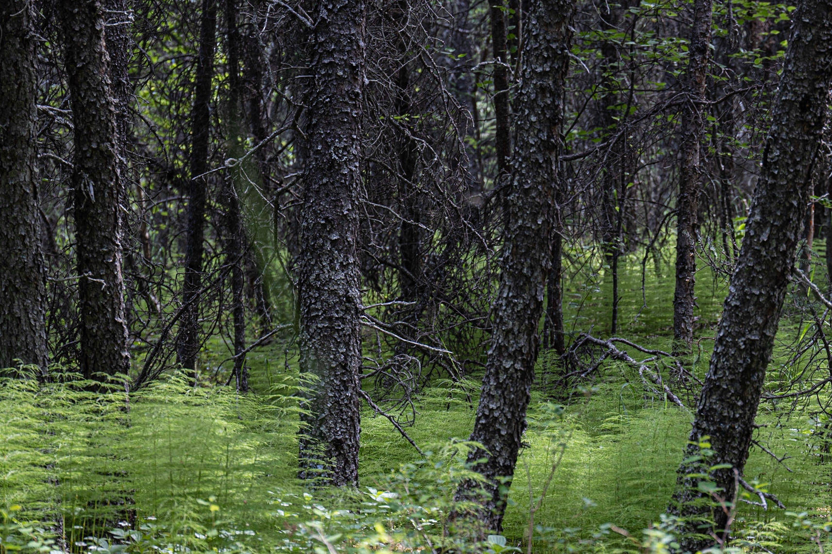 Bowman Mining Camp Trip, Lake Clark, AK
