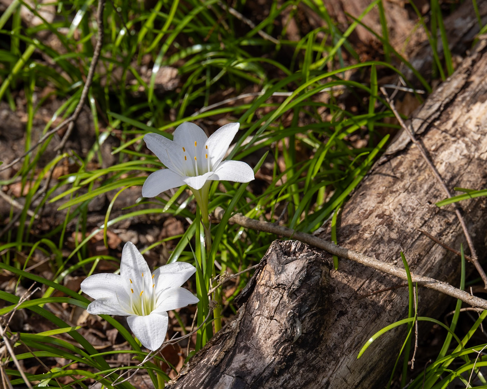 Torreya SP, Bristol FL
