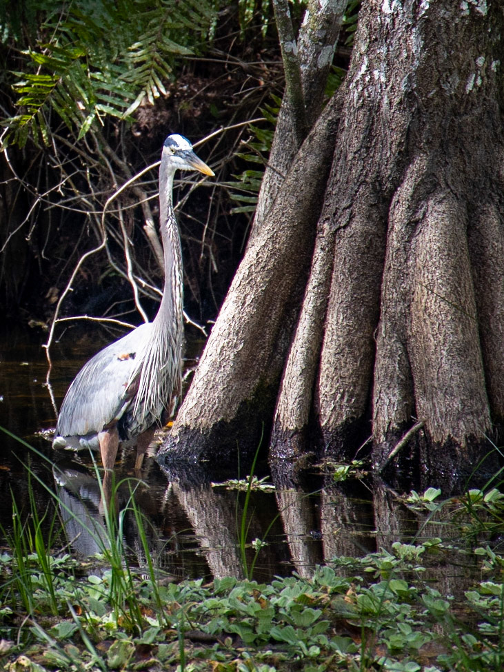 Corkscrew Swamp Sanctuary, Bonita Springs FL