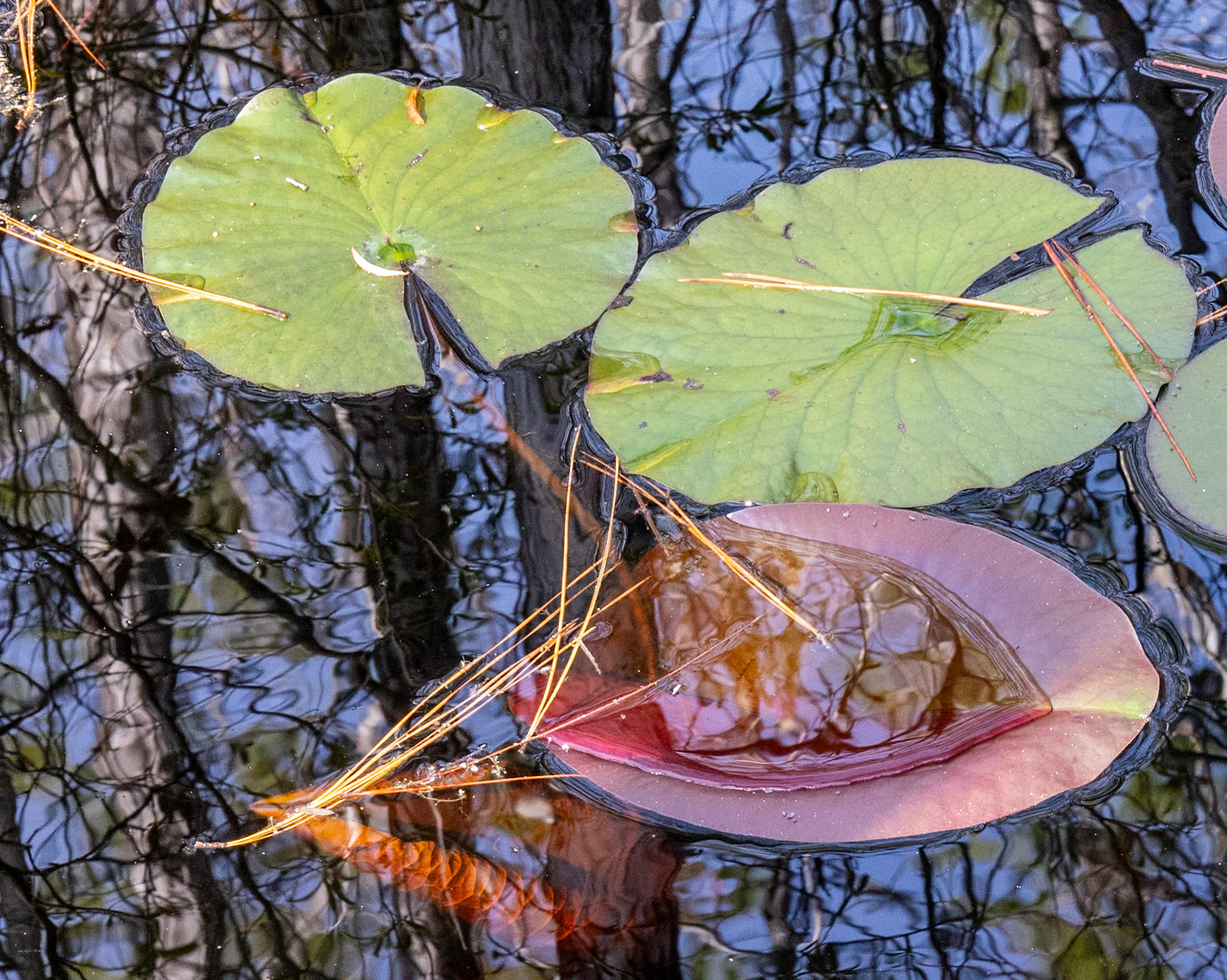 RK Dwarf Cypress Preserve, Tates Hell FL