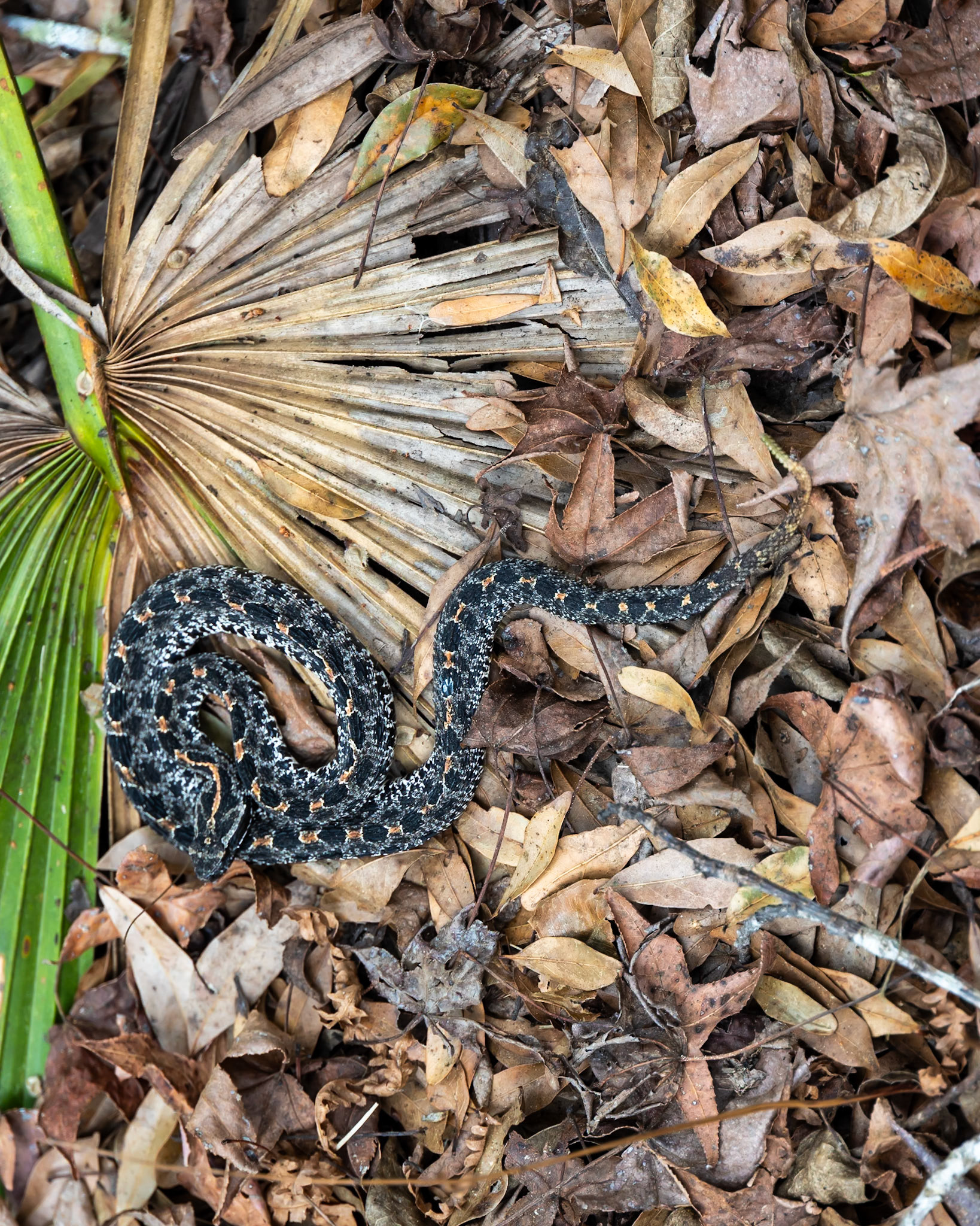 St Francis Trail, Deland FL