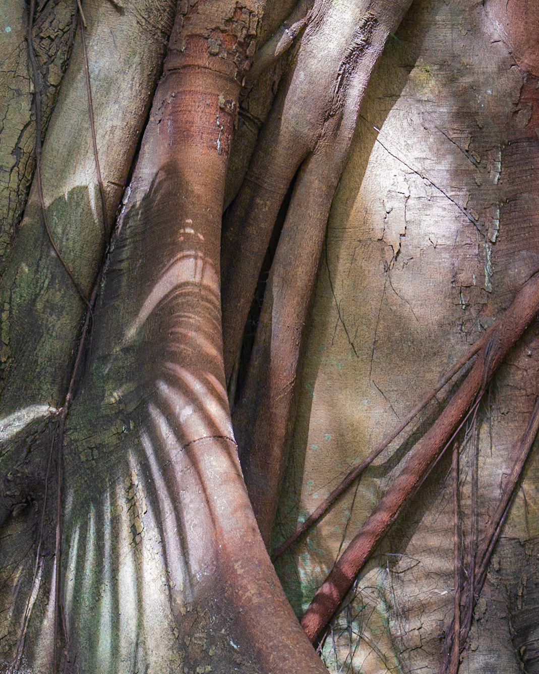 McKee Botanical Garden, Vero Beach FL