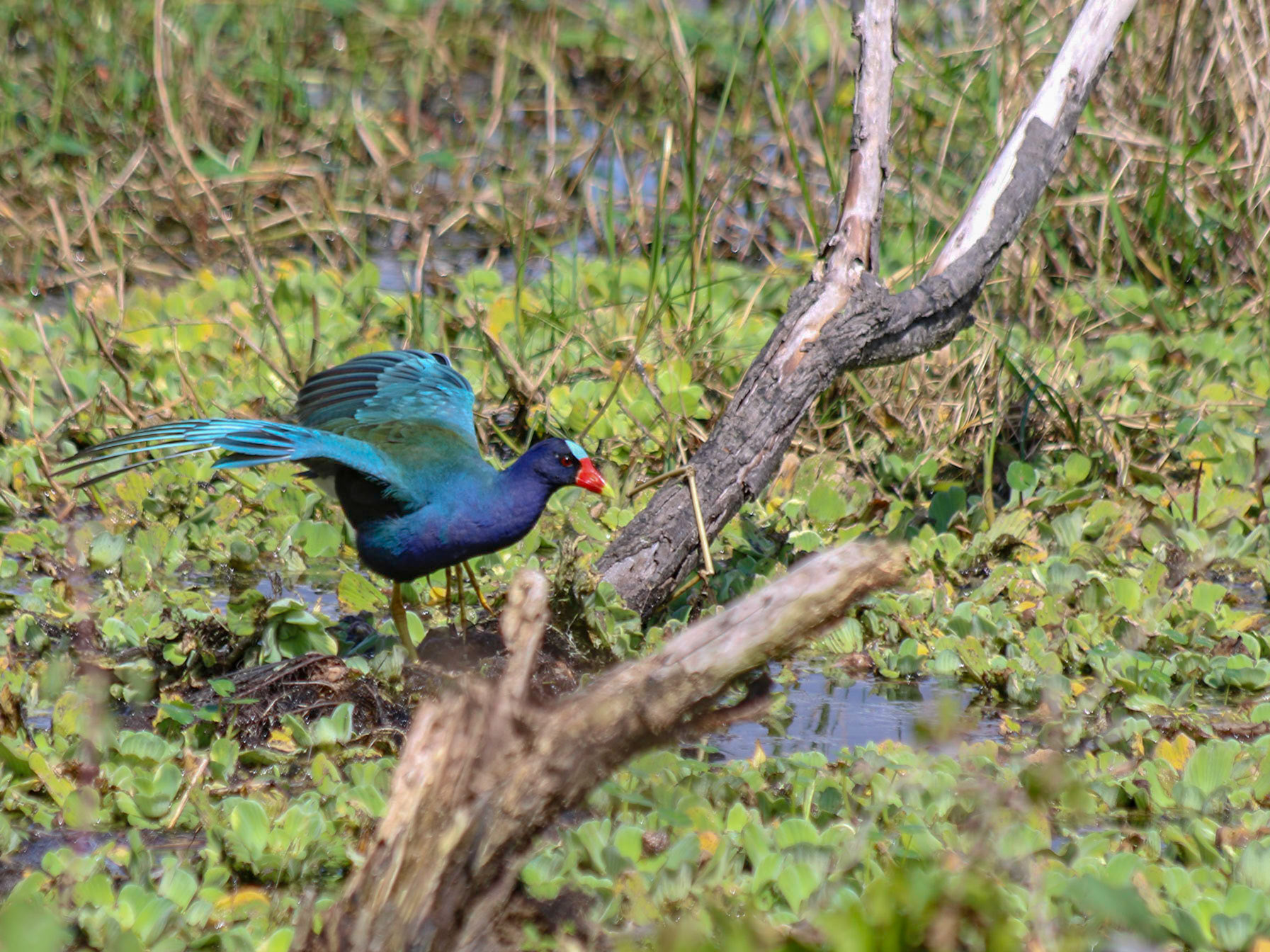 Circle B Bar Reserve, Lakeland FL