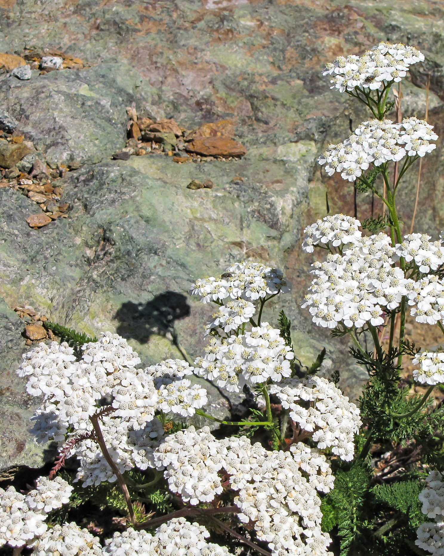 Rock Island Camp BC CA