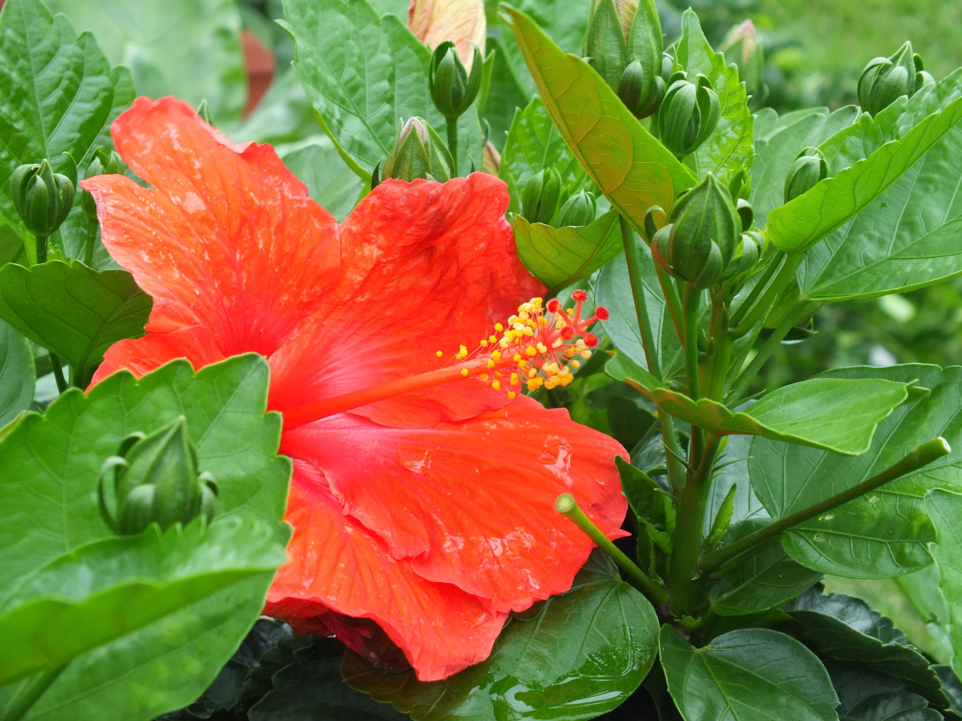 Rakers Acres, Litchfield MI