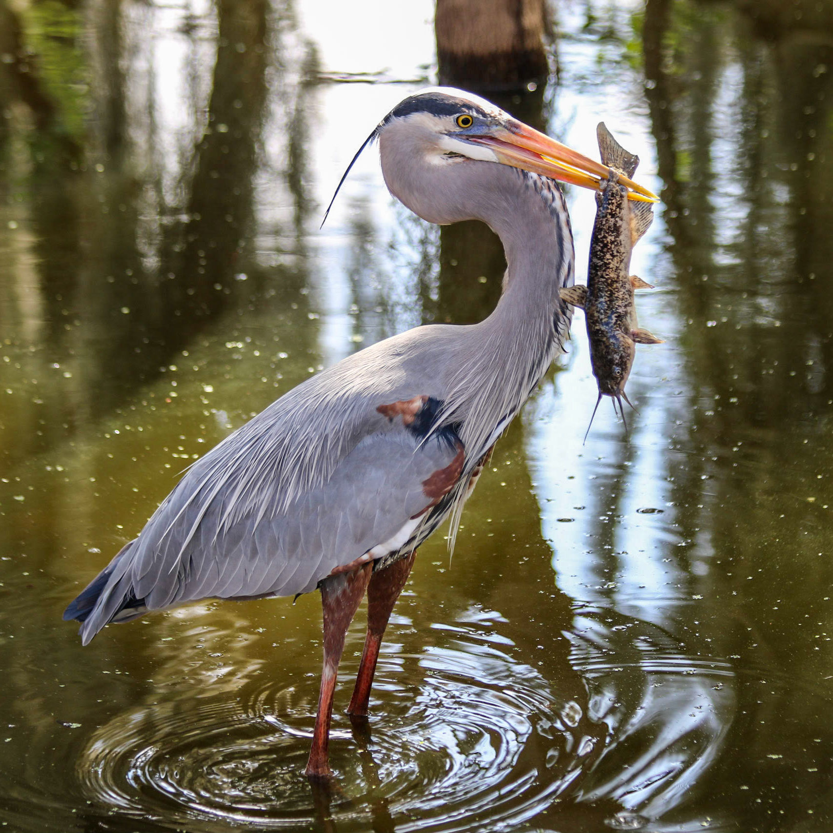 Circle B Bar Reserve, Lakeland FL